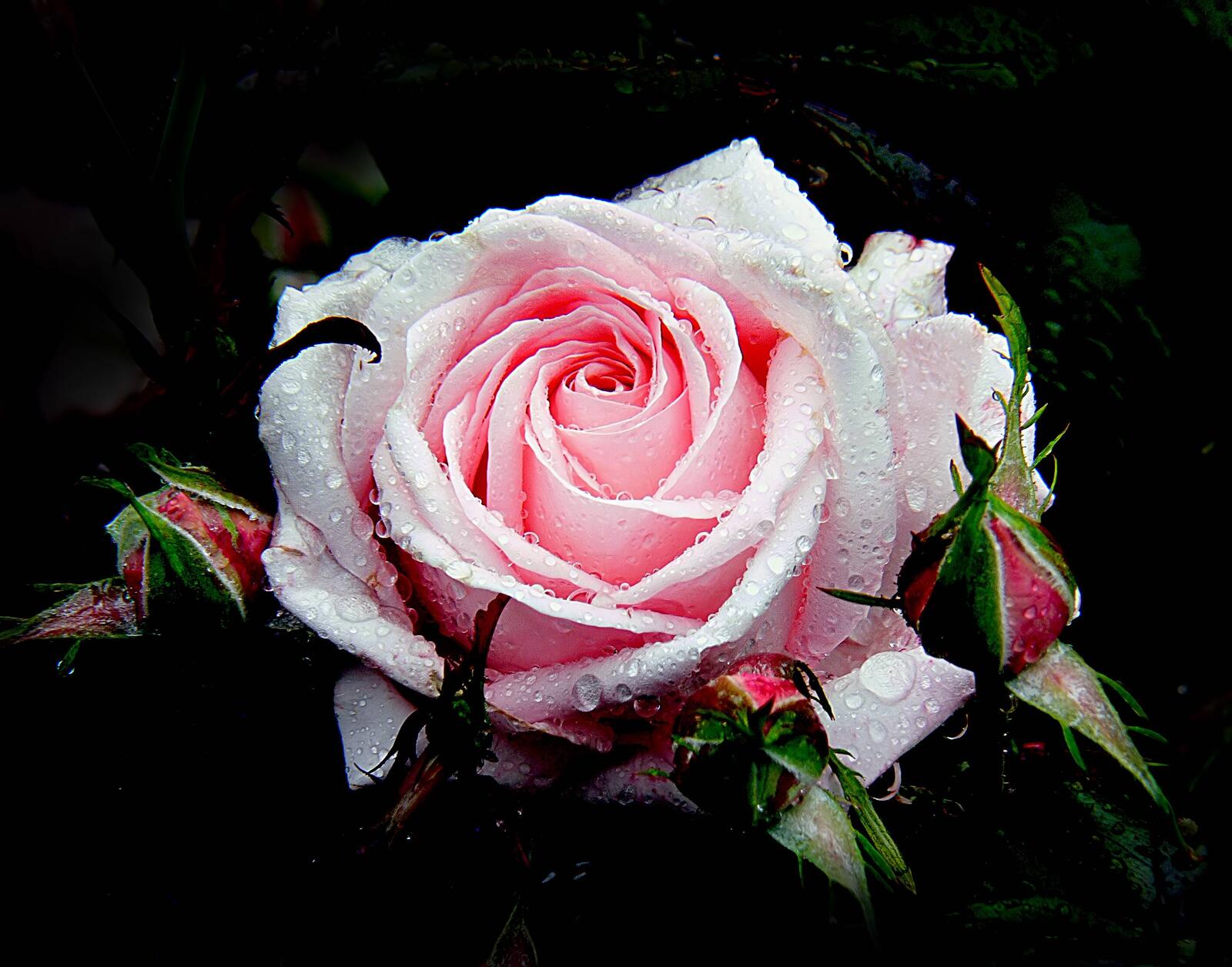 桌面上的壁纸水滴 玫瑰花束 粉红玫瑰花束