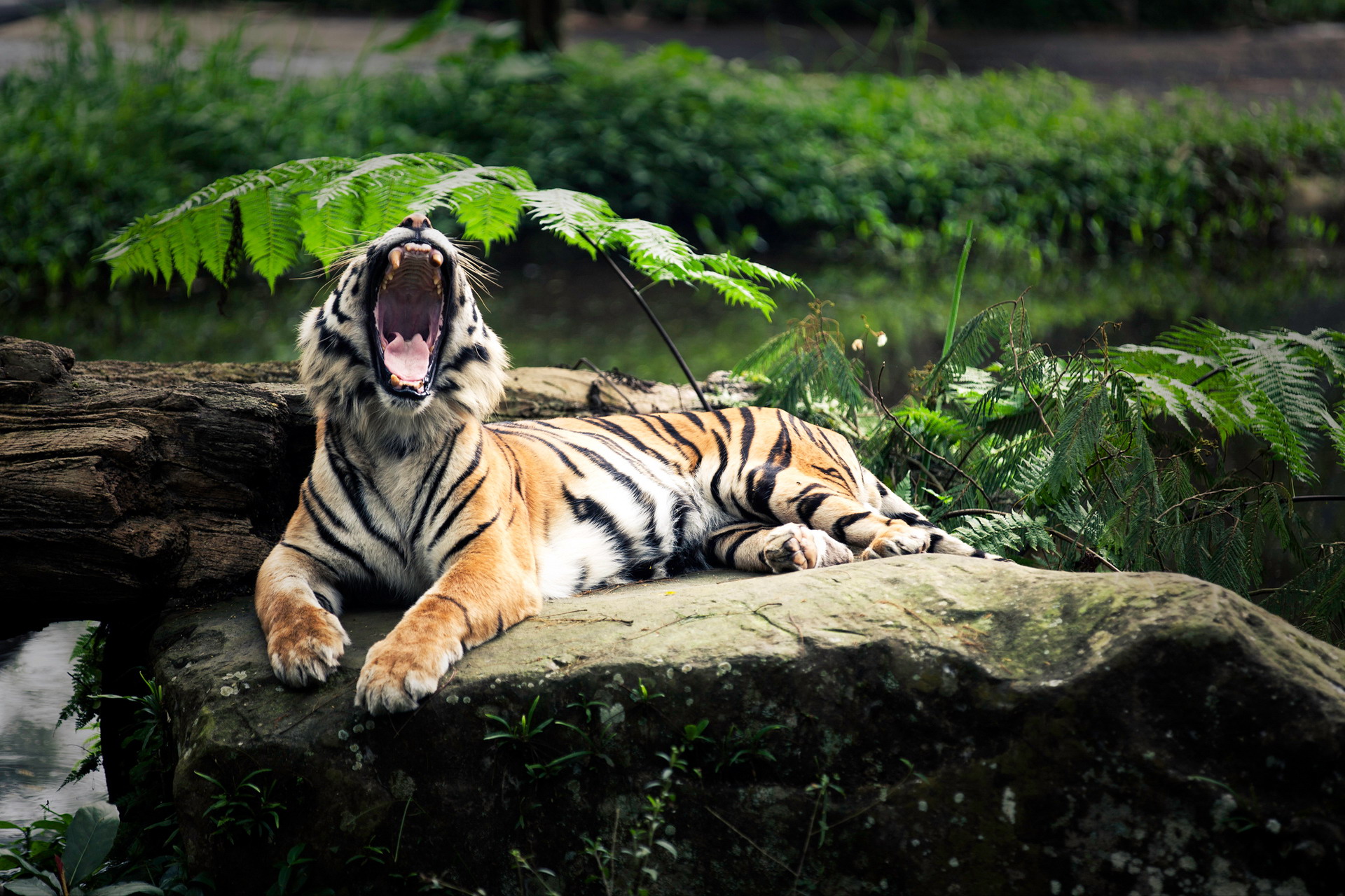 Wallpapers tiger sleepy yawning on the desktop
