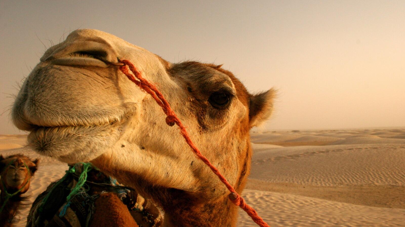 Обои верблюд песок пустыня на рабочий стол