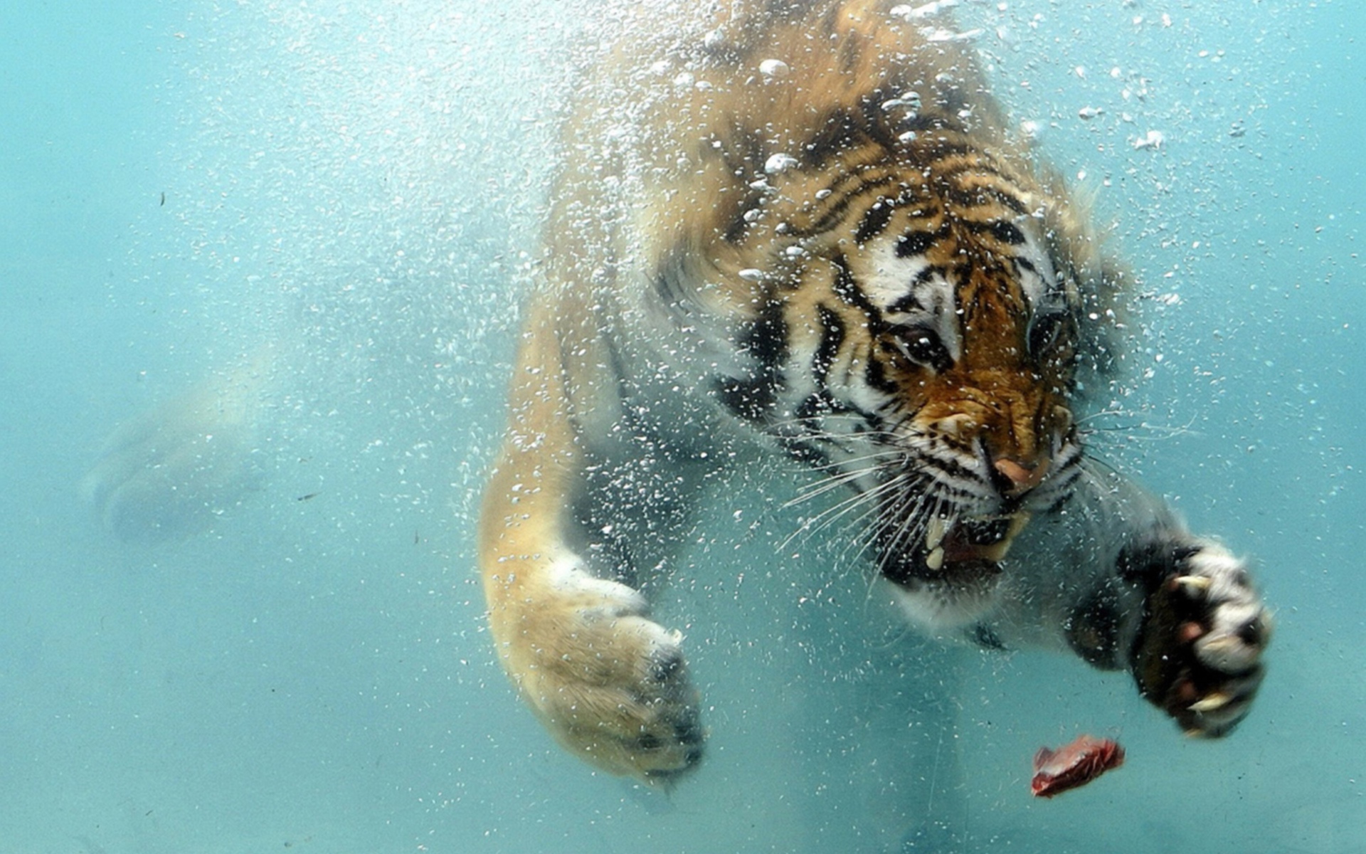 Фото бесплатно тигр, мясо, вода