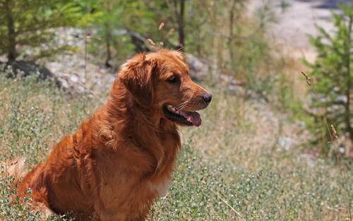一只猎犬坐在高高的草丛中。