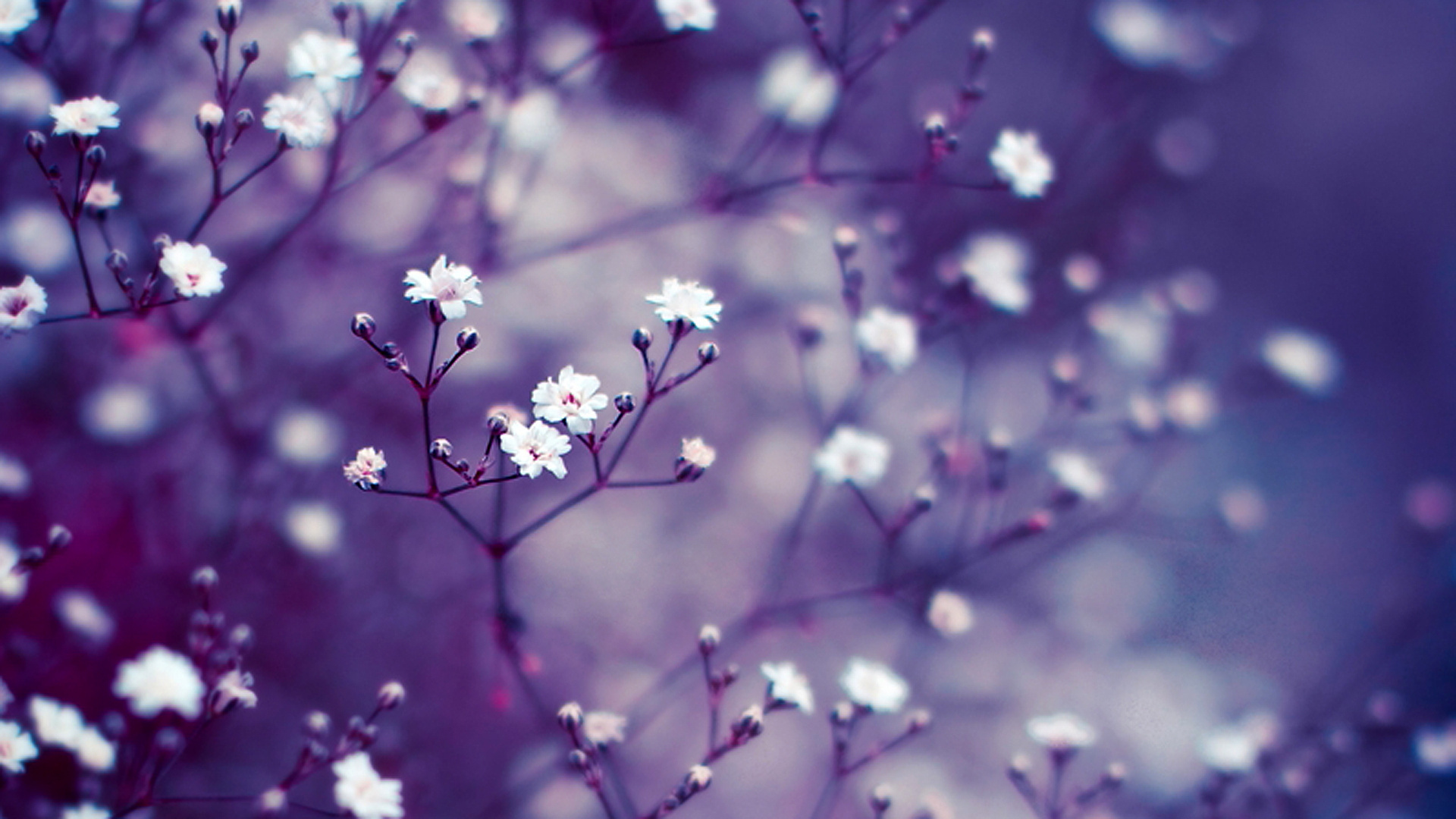 Wallpapers flowers buds lilac on the desktop