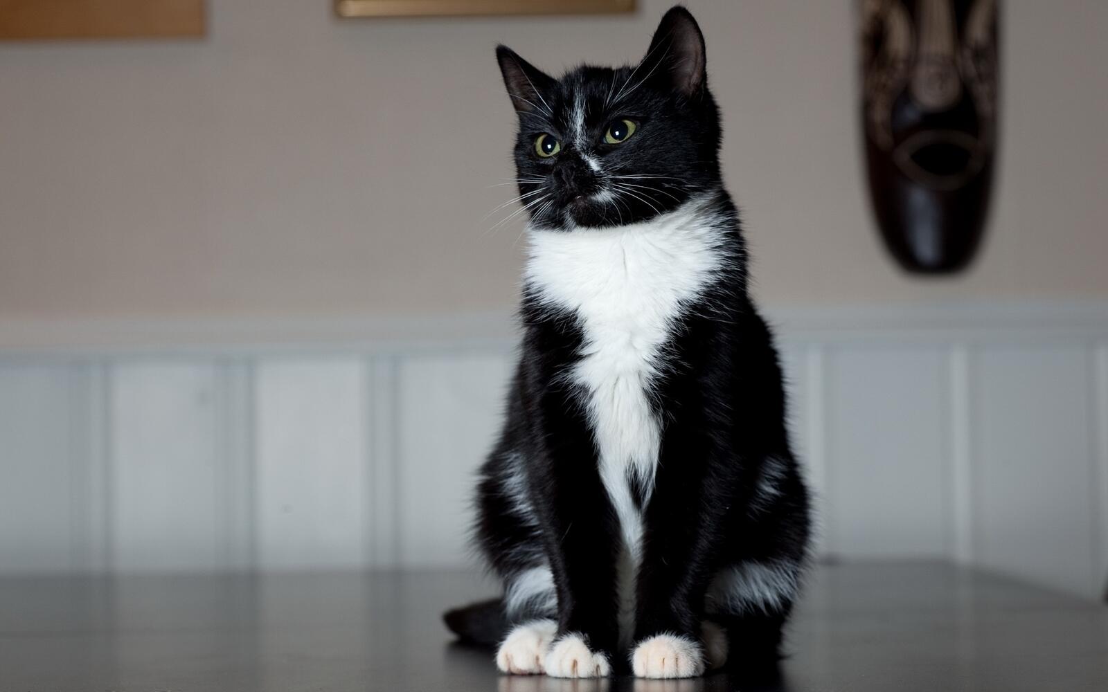 桌面上的壁纸猫 黑白 光滑的外衣