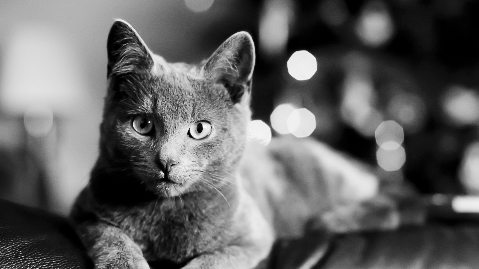 Photo free photo, black and white, cat