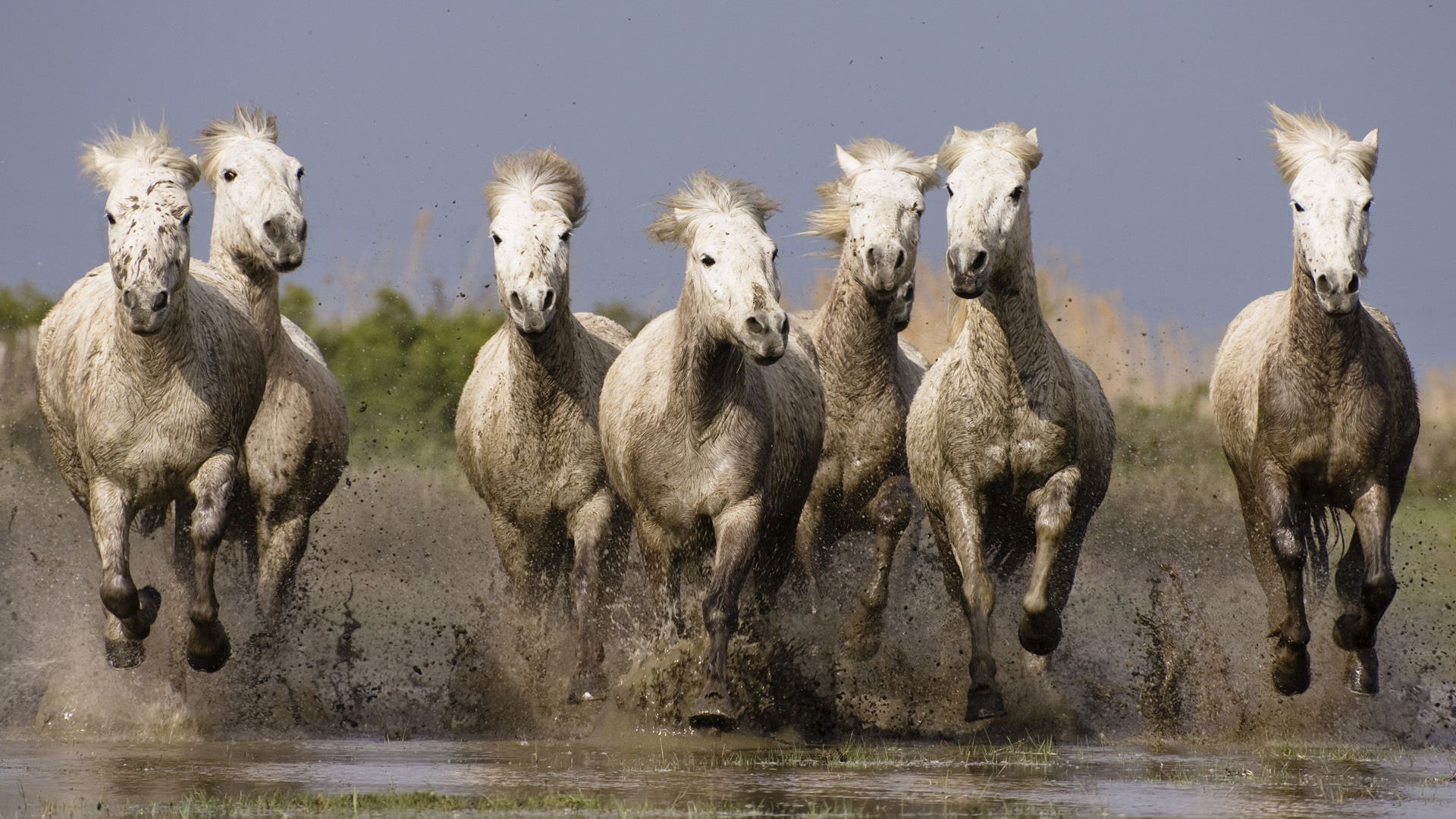 Wallpapers horses white water on the desktop