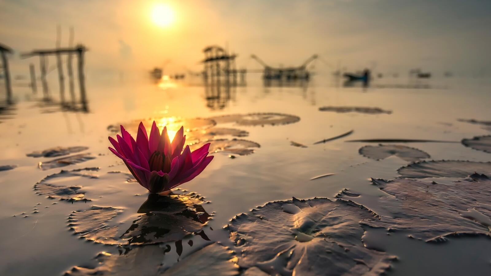 Обои солнце озеро Lotus на рабочий стол