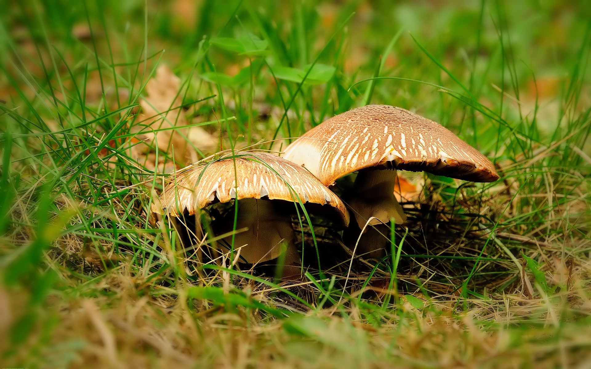 Лето грибами осень плодами. Грибы в траве. Грибы обои. Обои на рабочий стол грибы. Грибы макро.