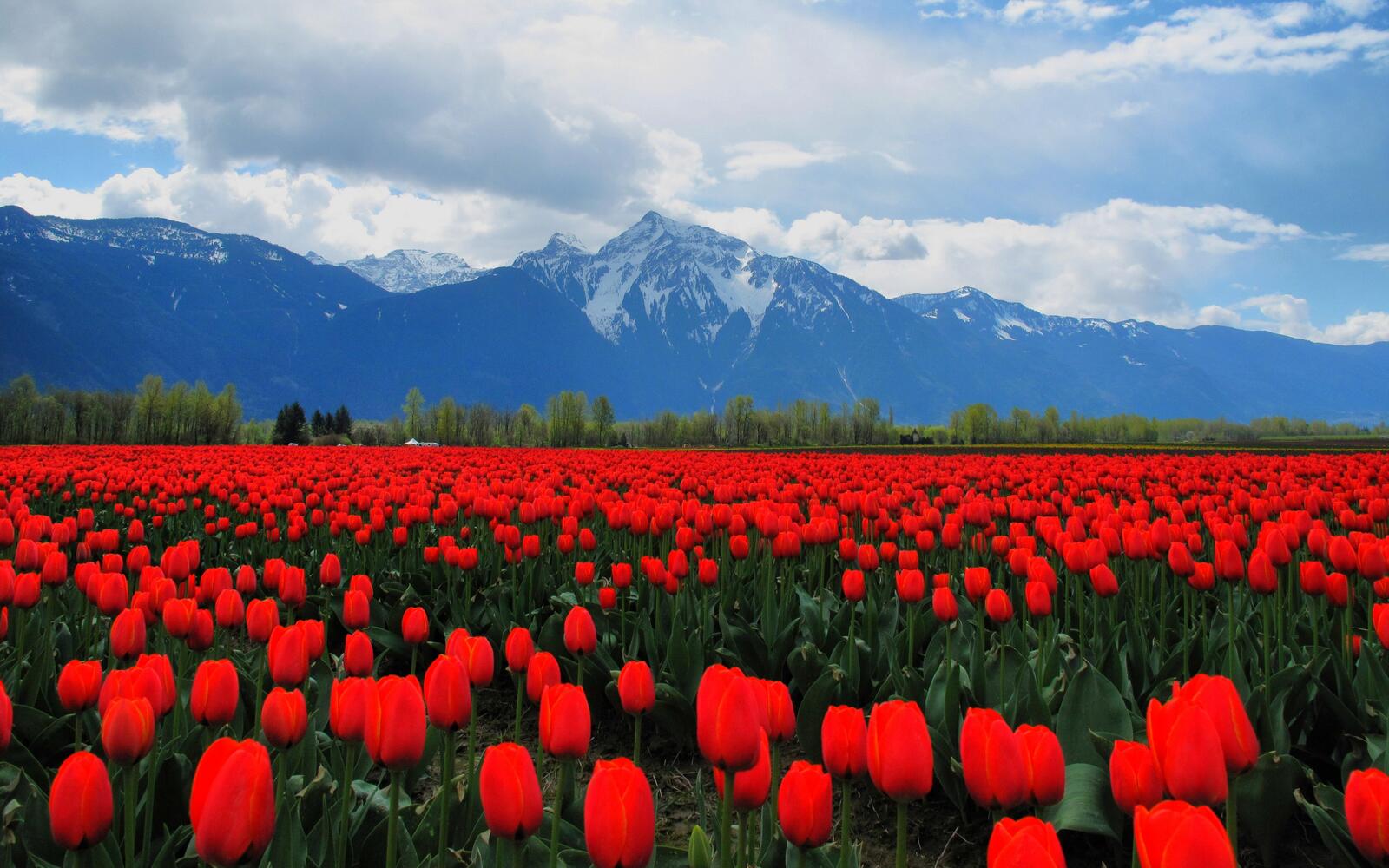 Wallpapers tulips red field on the desktop