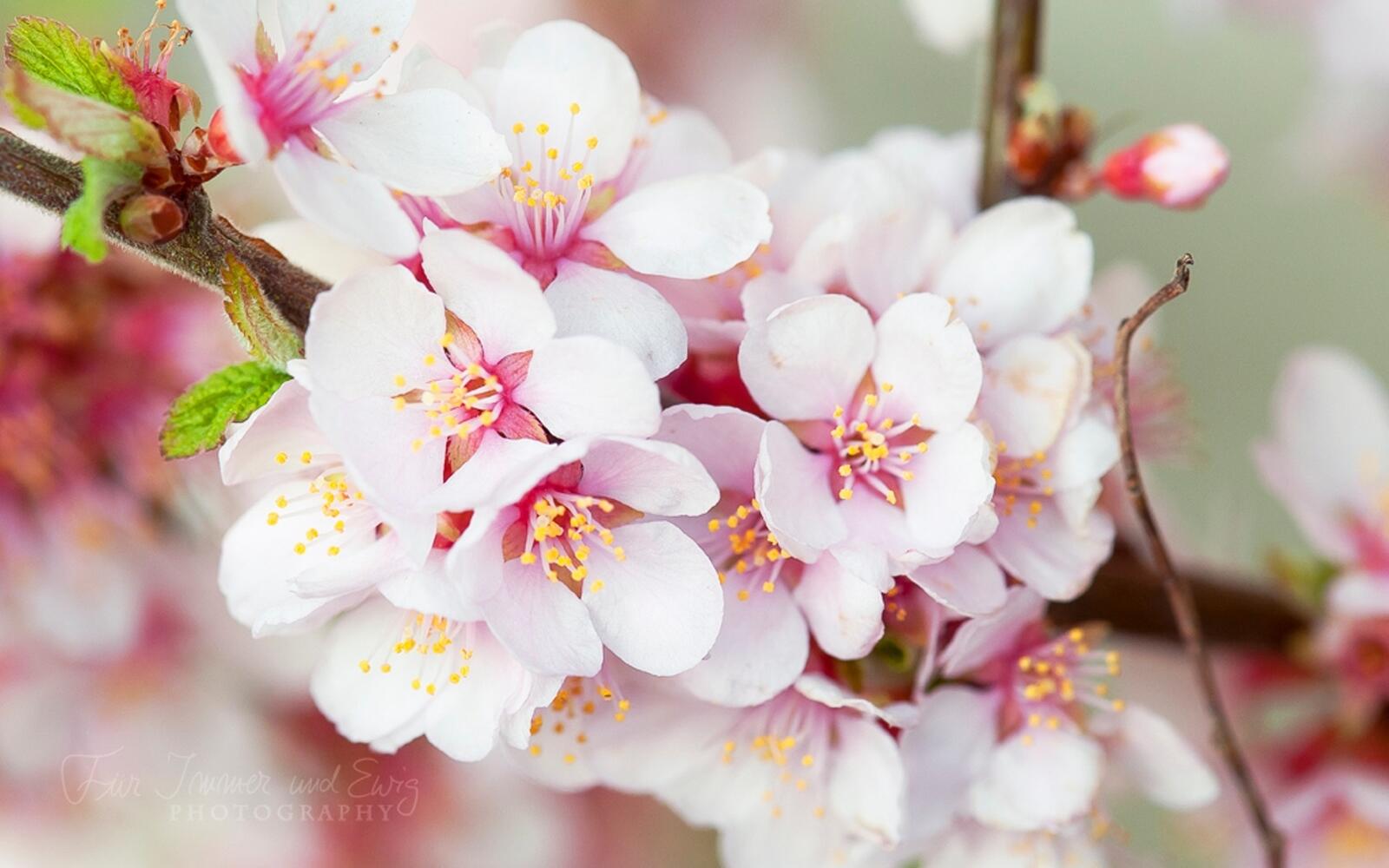 免费照片树枝上的粉色小花