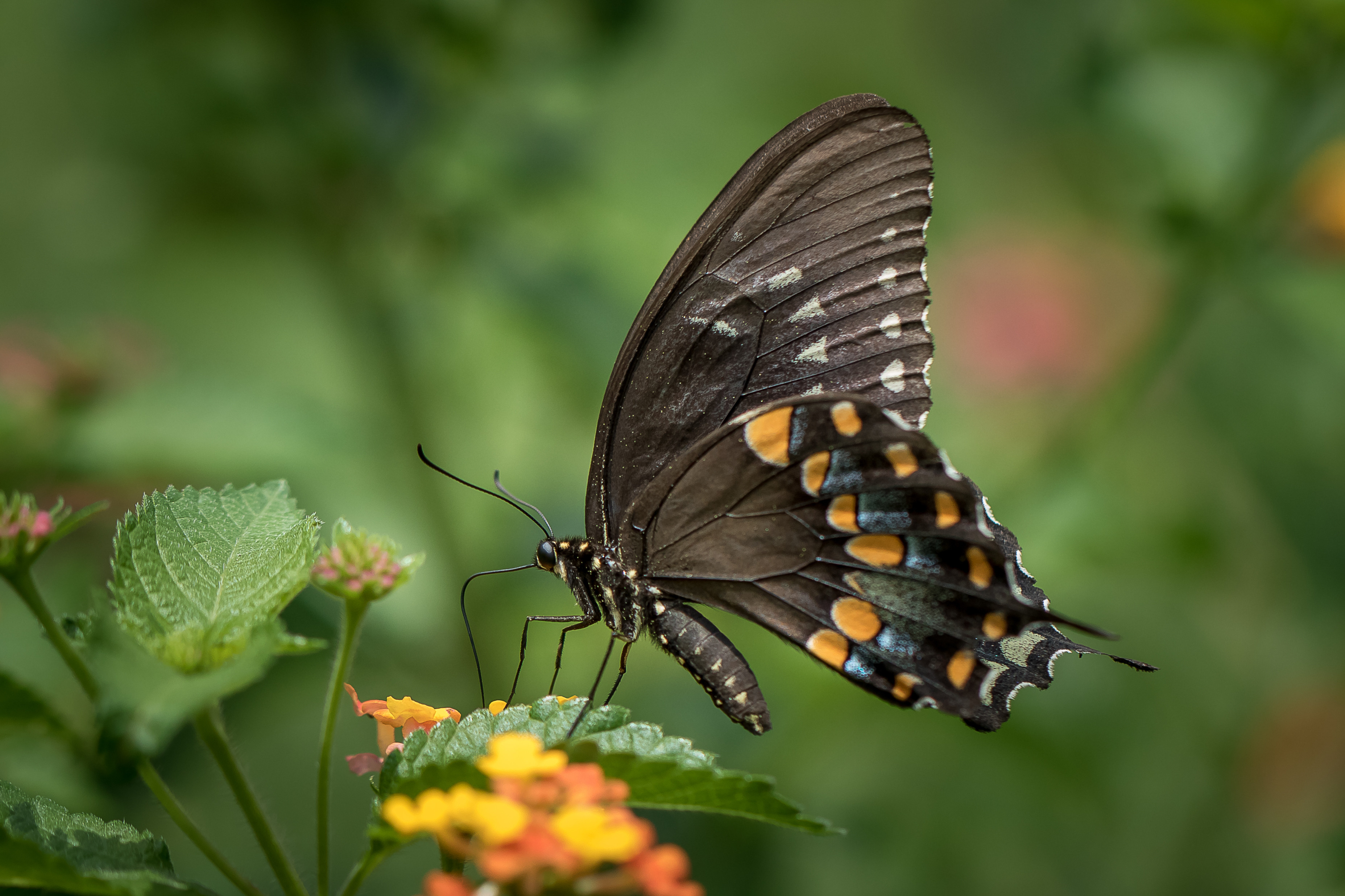 Фото бесплатно черная бабочка, цветы, флора