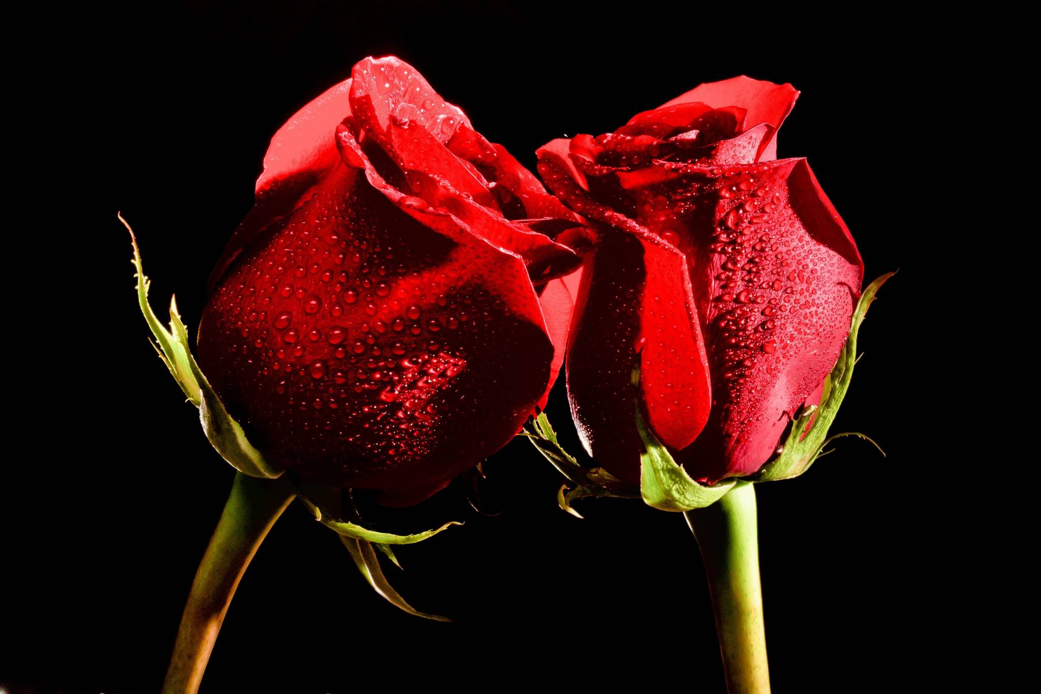 Atirgullar ochdi chiroy. Красные розы. Две розы. Два цветка на черном фоне.