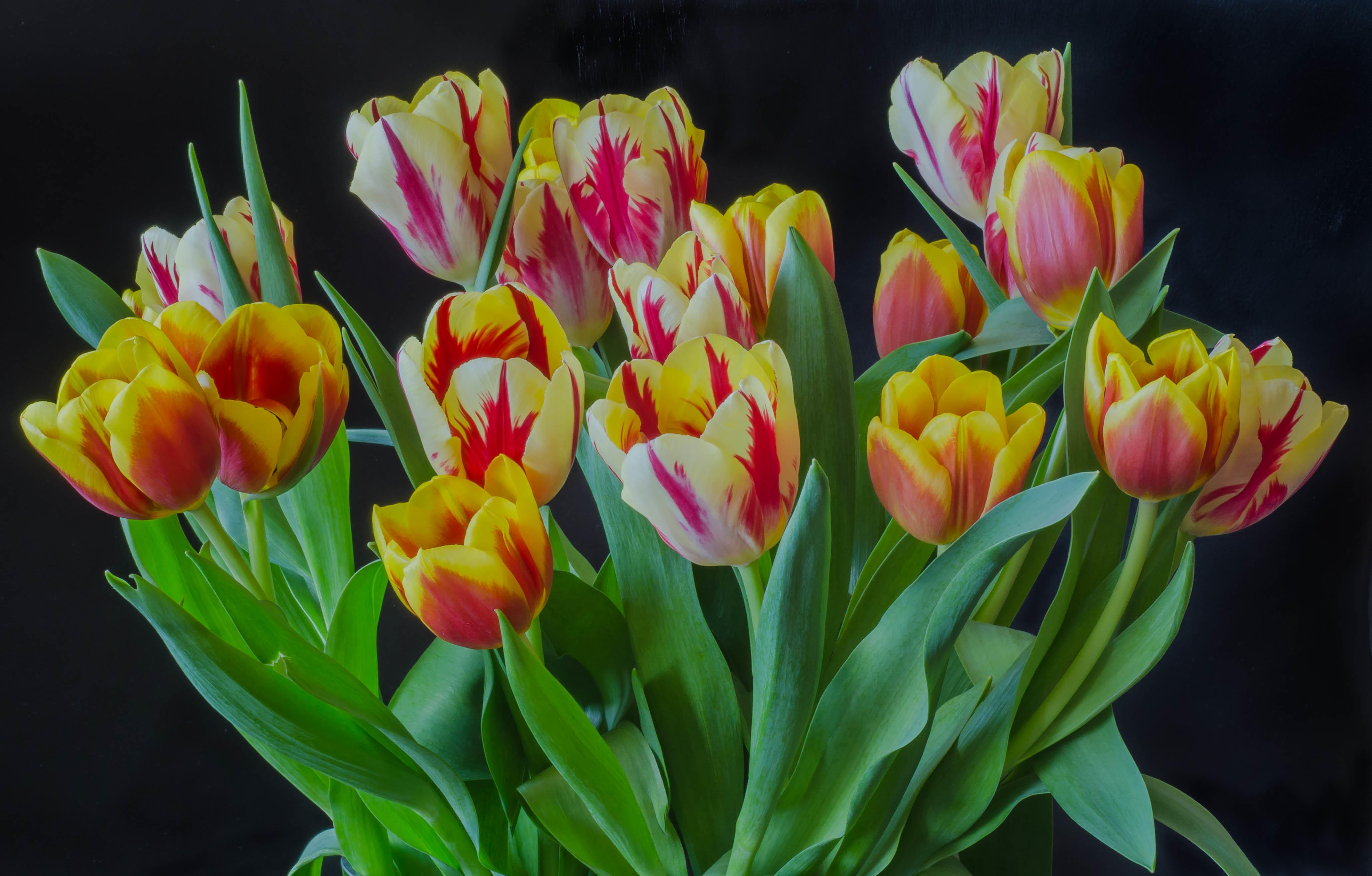 Wallpapers tulips bunch of flowers bouquet on the desktop