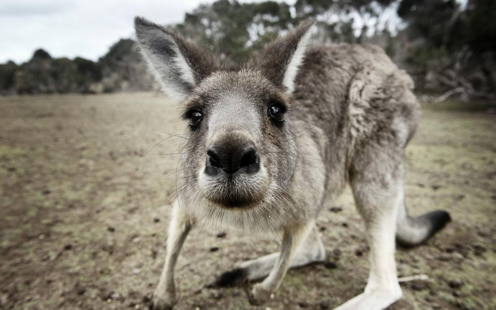 Wallpapers kangaroo selfies sand forest on the desktop