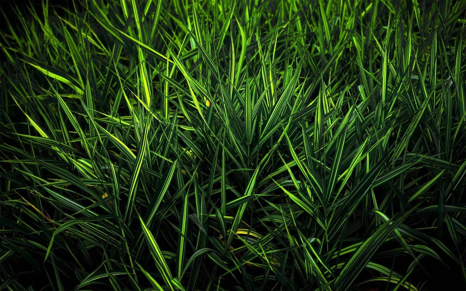 Wallpapers summer grass green on the desktop