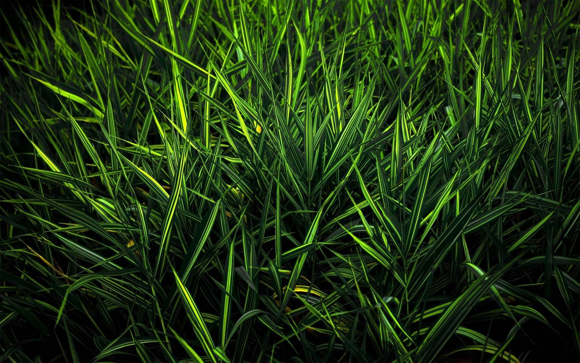 Wallpapers summer grass green on the desktop