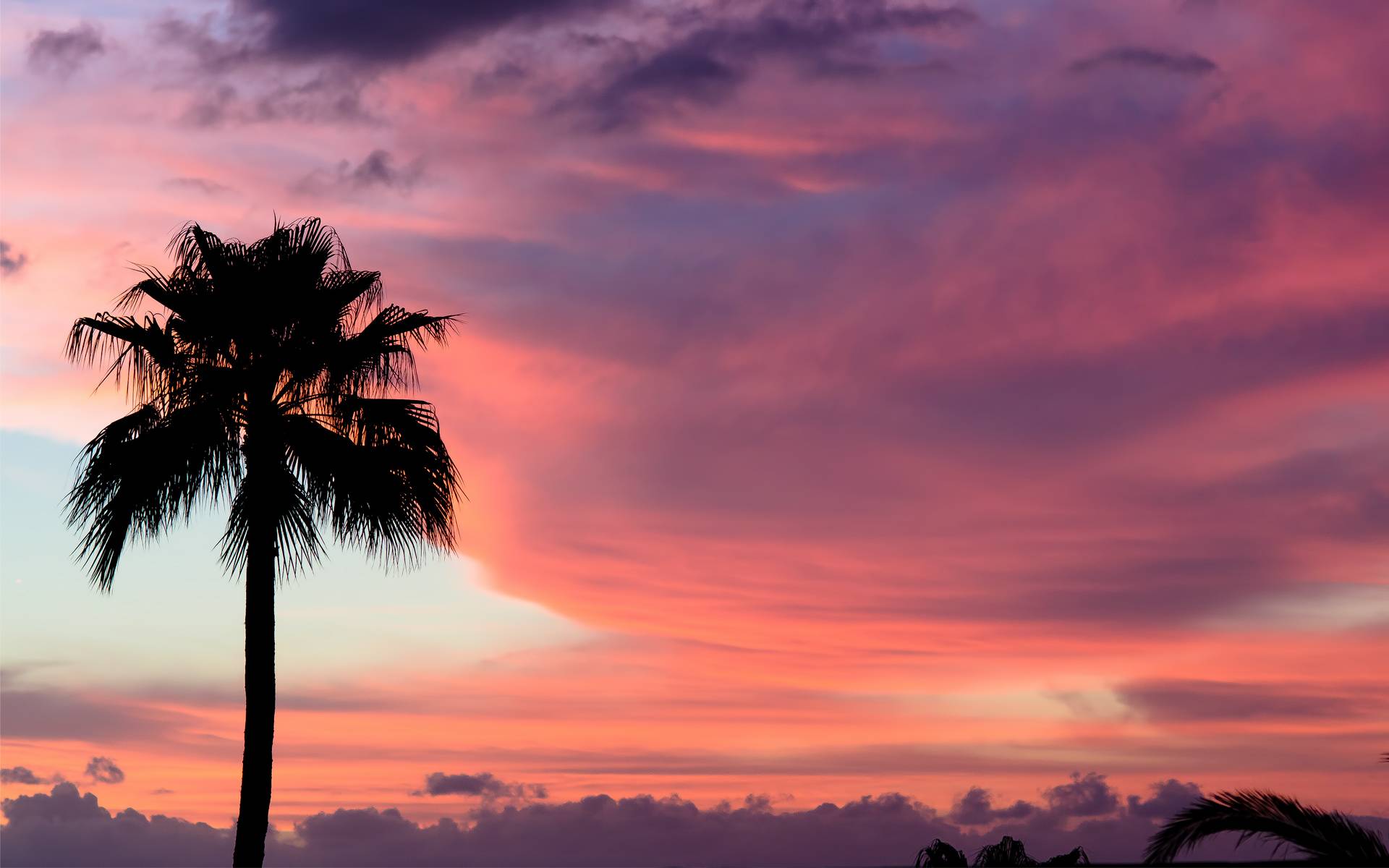 Wallpapers palm tree sky evening on the desktop