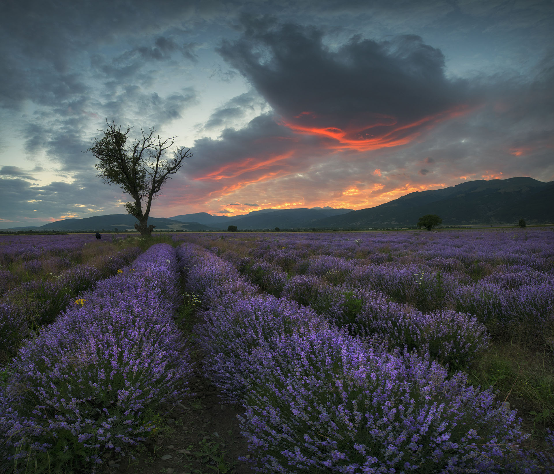 Free photo Phone sunset, lavender wallpaper high quality