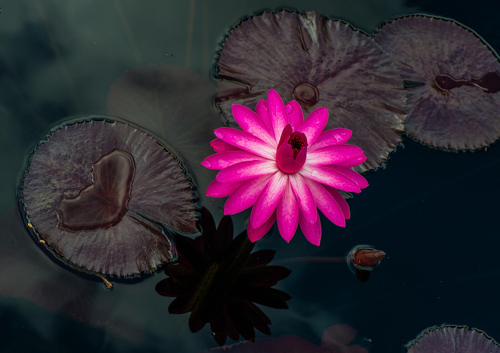Wallpapers water lily flora pink flower on the desktop