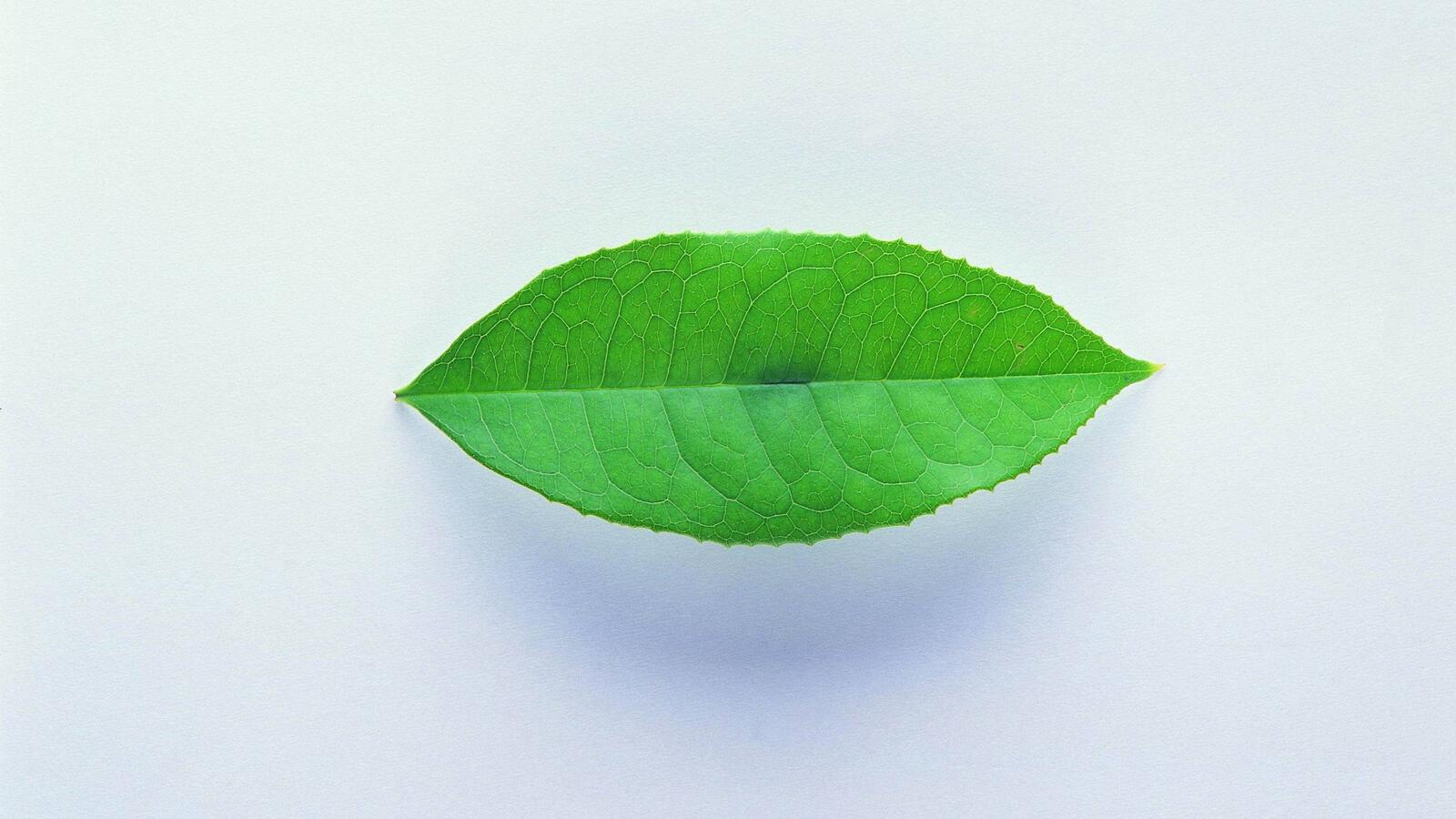 Wallpapers background white leaf green on the desktop