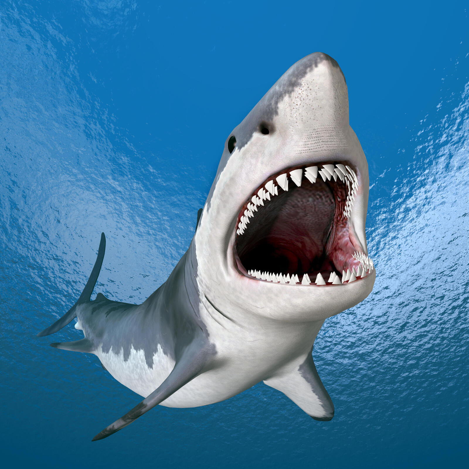Бесплатное фото Бесплатная заставка опасность, акула