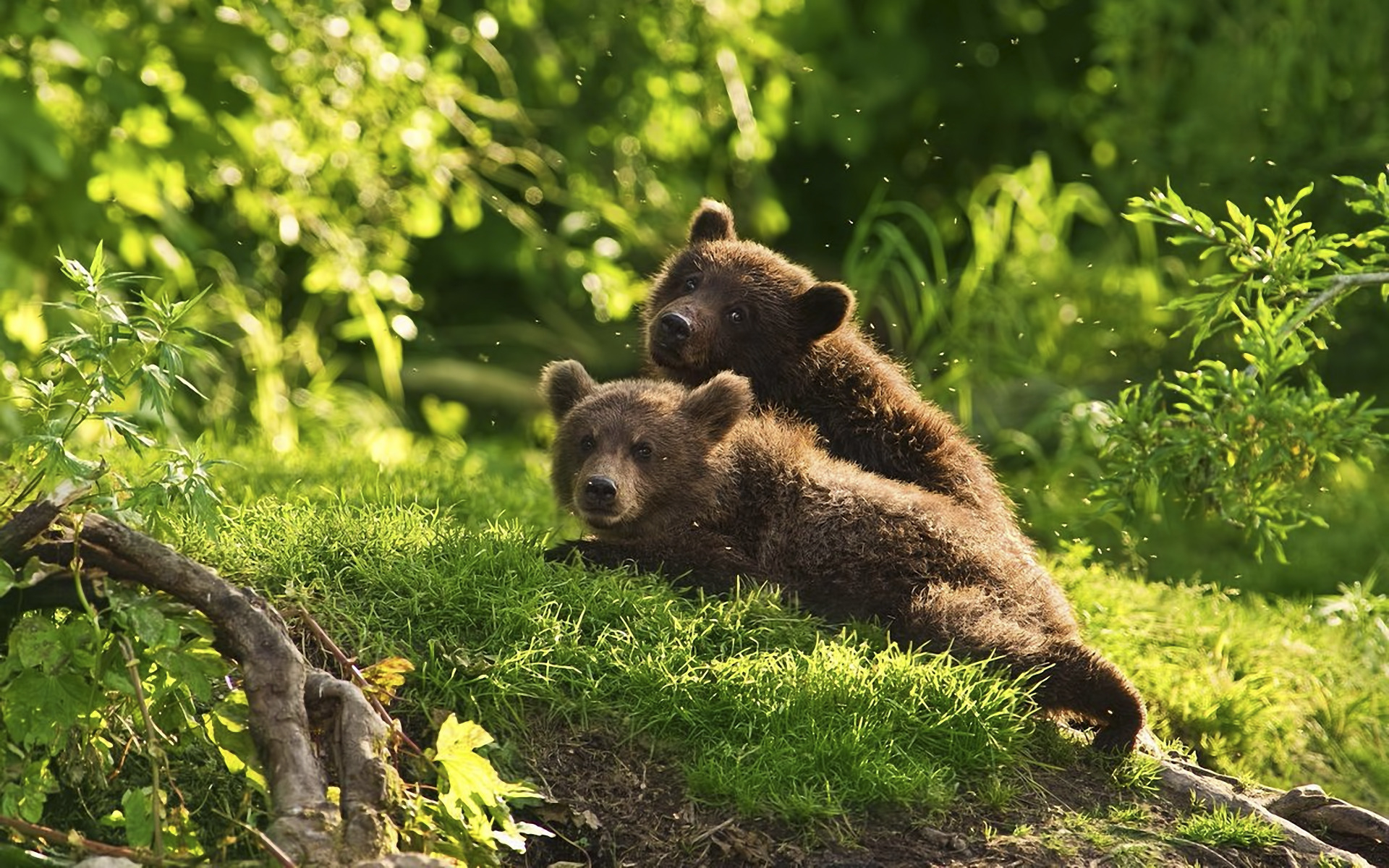 Фото бесплатно медвежата, поляна, солнце