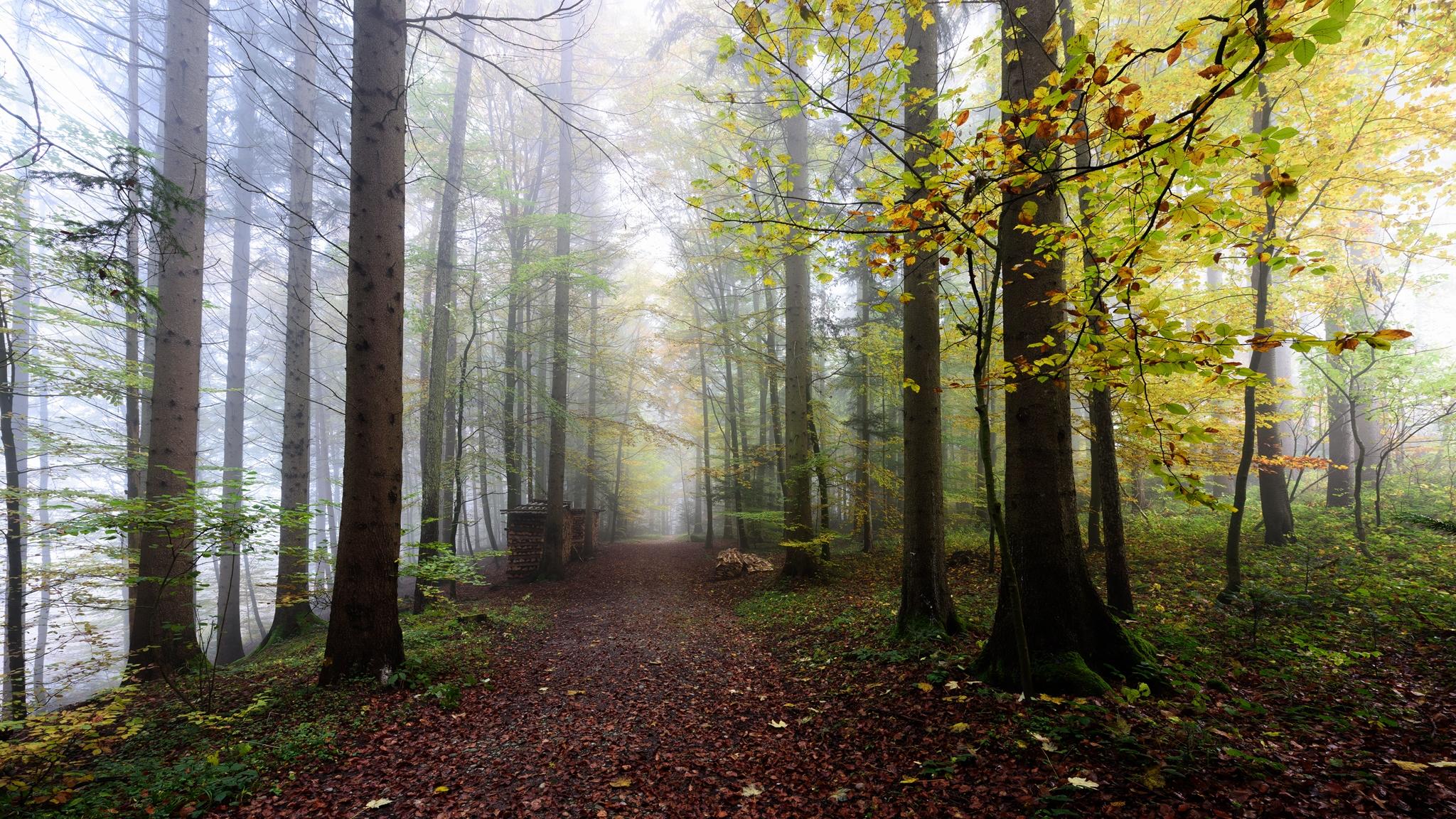 Wallpapers road through the forest autumn fog in the forest on the desktop
