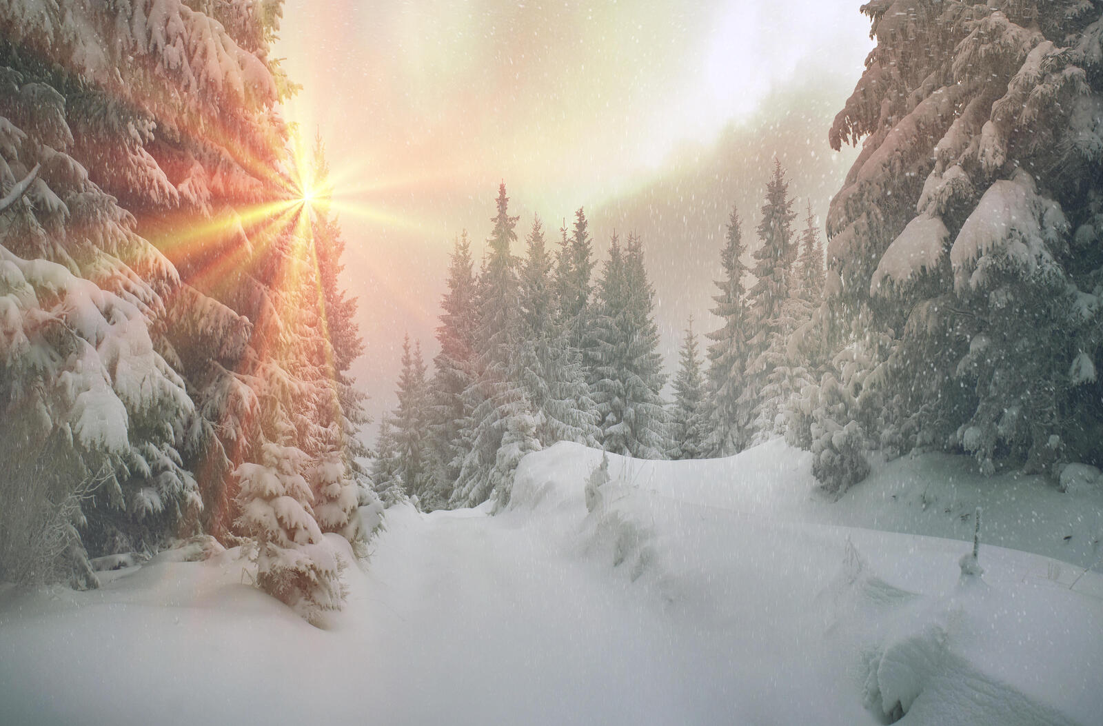 Wallpapers snow on christmas trees snow sun light on the desktop