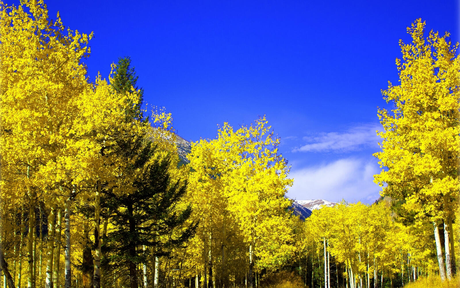 Wallpapers trees yellow leaves forest on the desktop