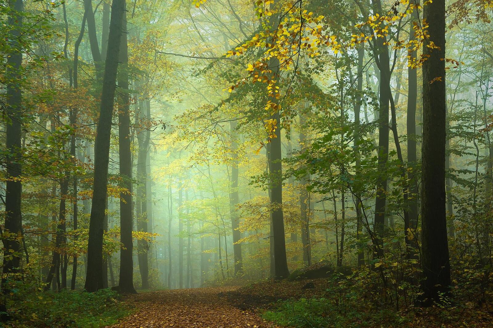 Wallpapers fog landscape road in the forest on the desktop