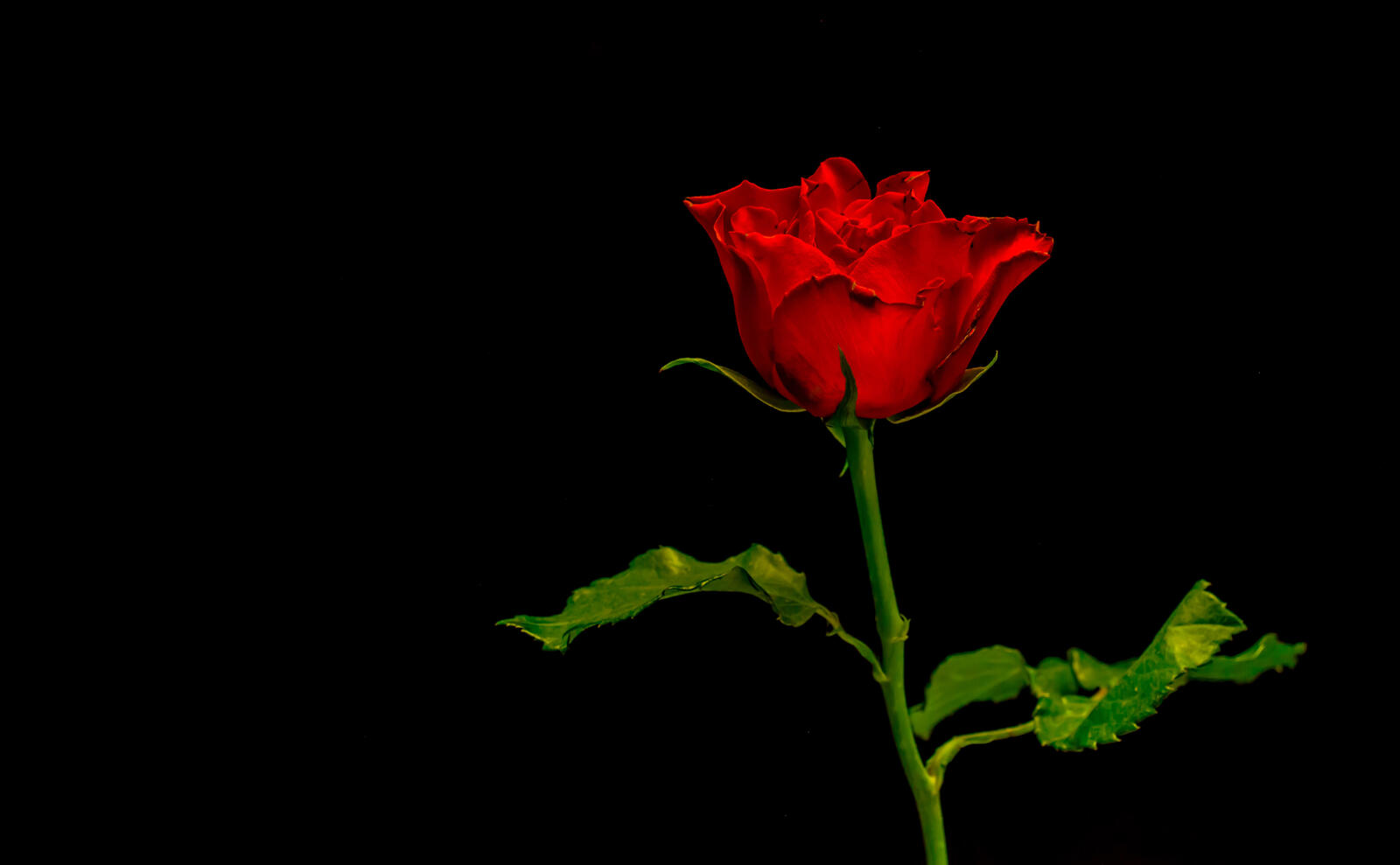 Wallpapers lonely rose roses black background on the desktop