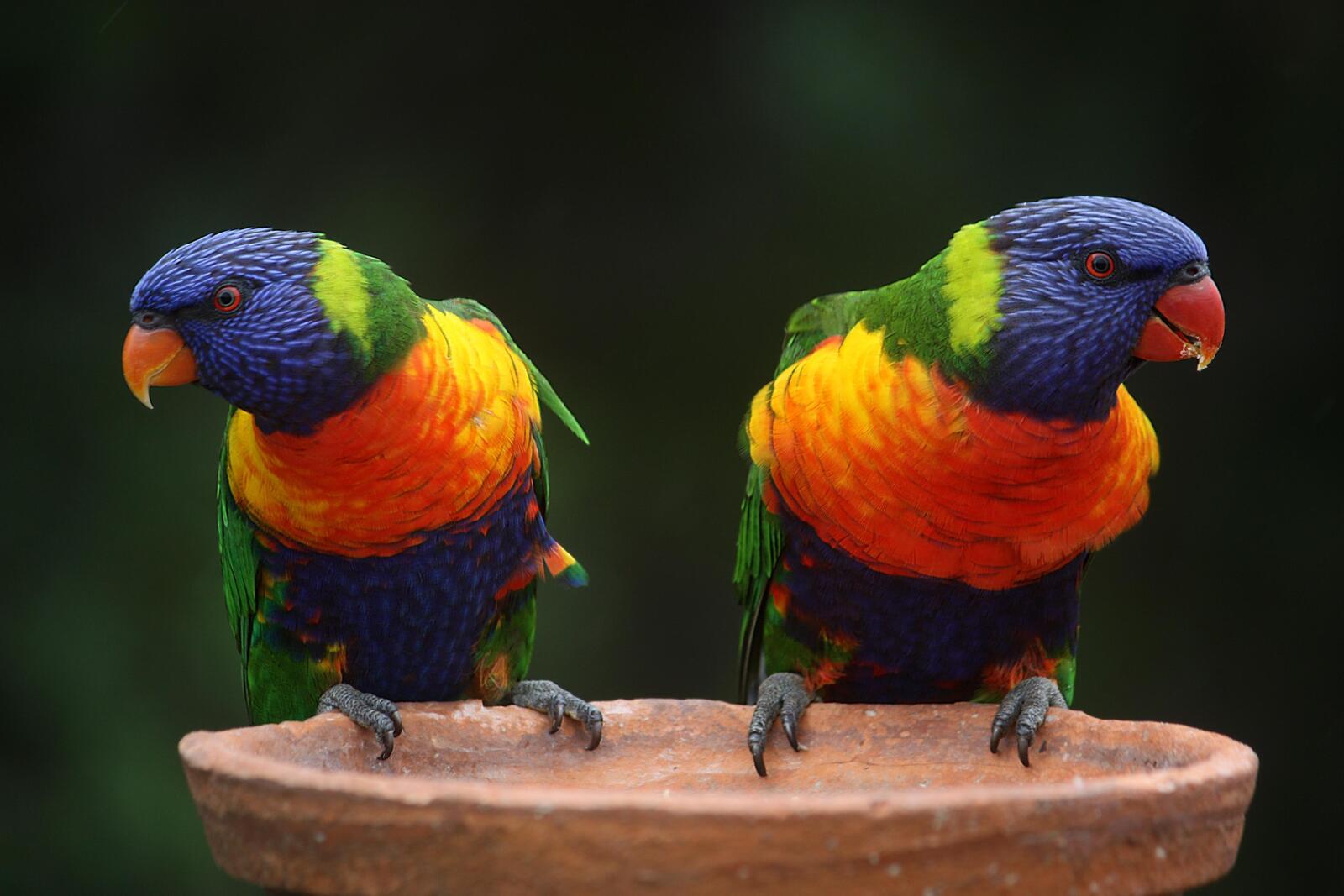 Обои rainbow lorikeet australia Радужный или многоцветный лорикет на рабочий стол