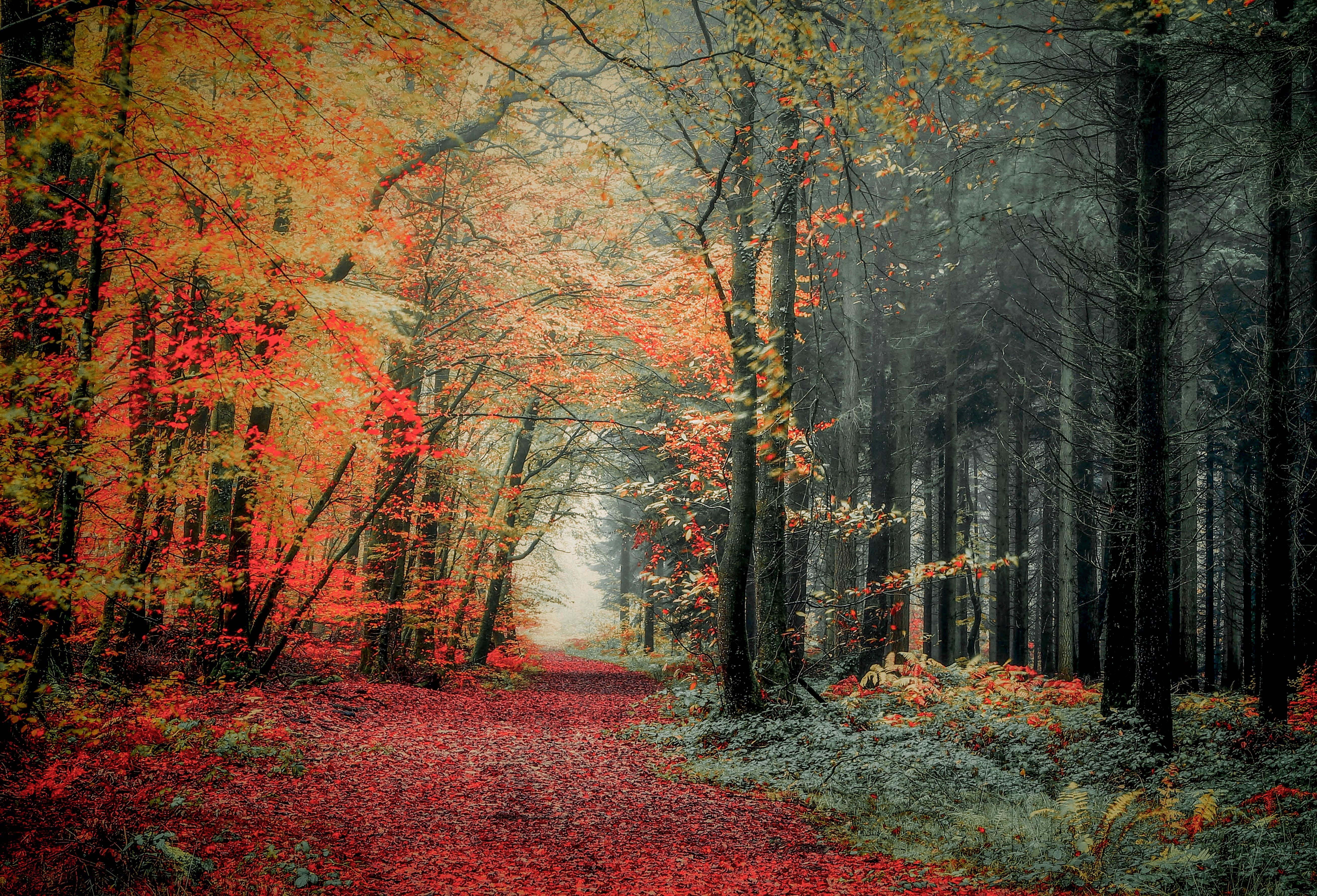 Wallpapers landscapes road autumn forest on the desktop