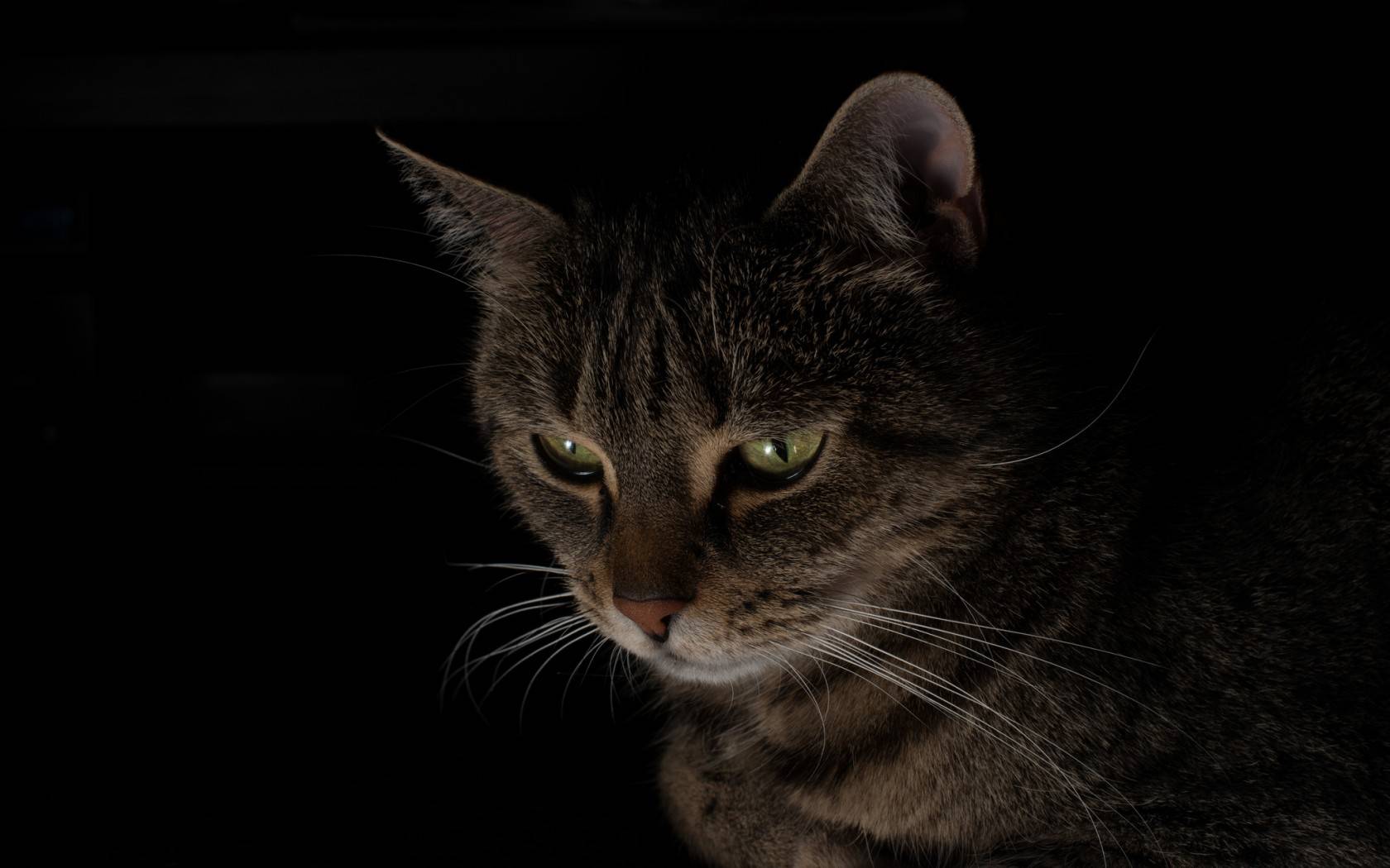 Фото бесплатно темнота, кошка, морда