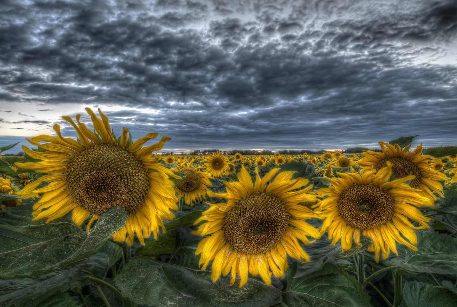 Wallpapers landscapes sunflower field sunflowers on the desktop