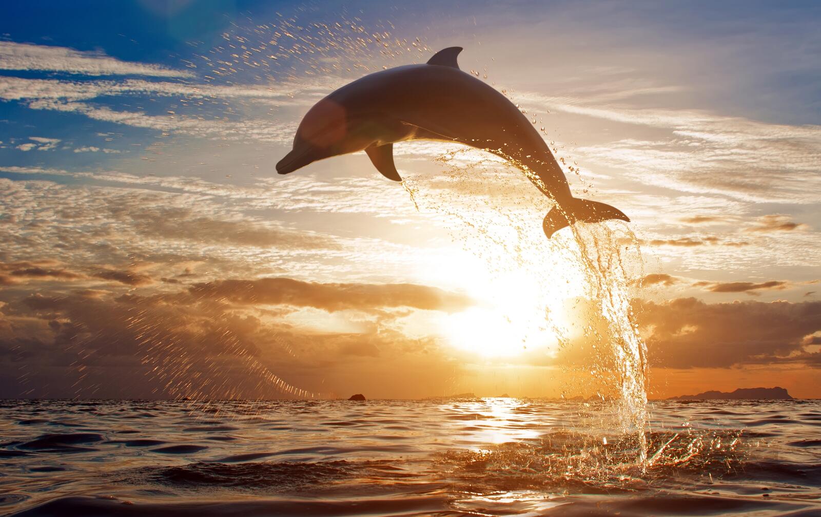 Обои дельфин прыжок из воды закат солнца на рабочий стол
