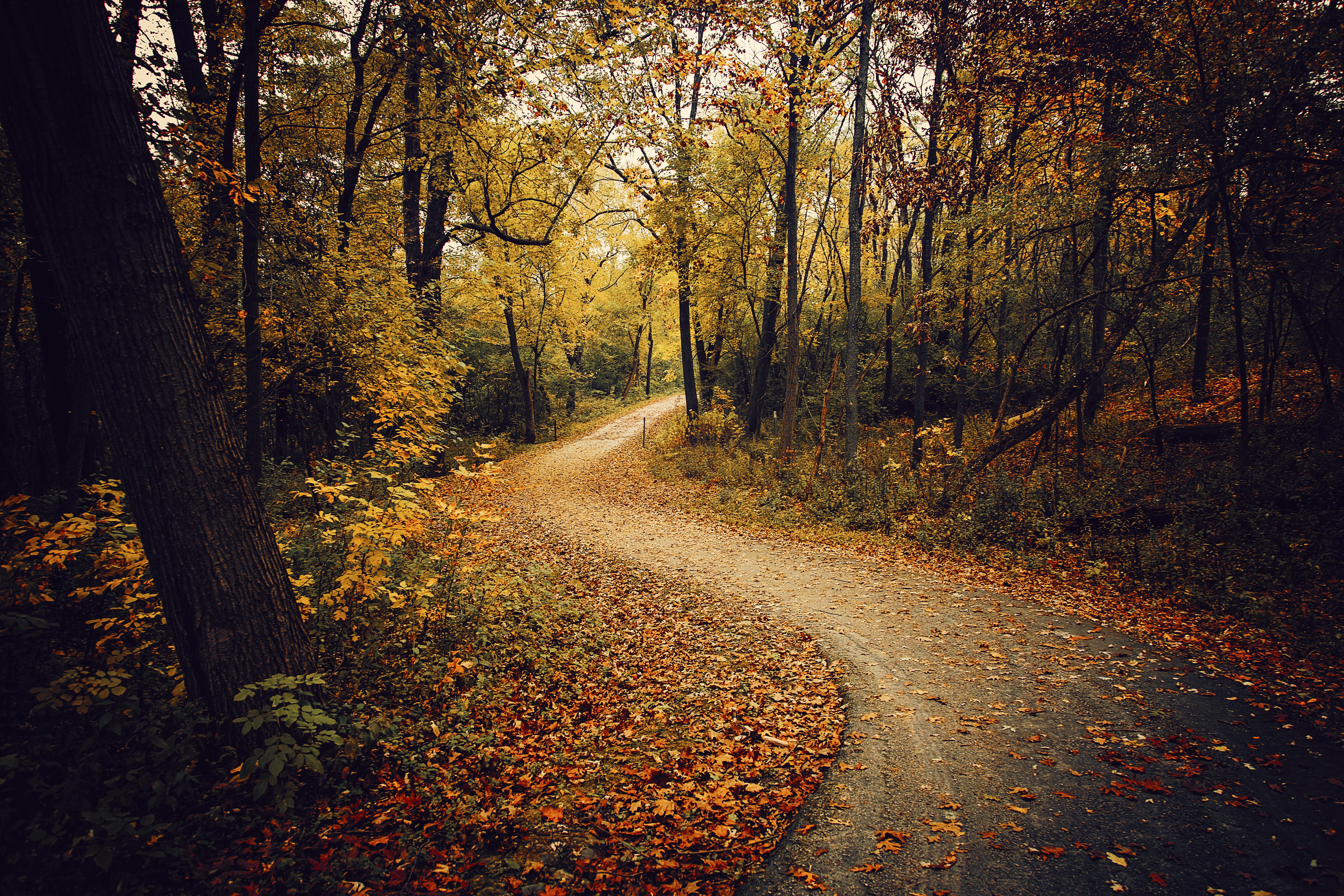 Wallpapers autumn leaves road through the forest road on the desktop
