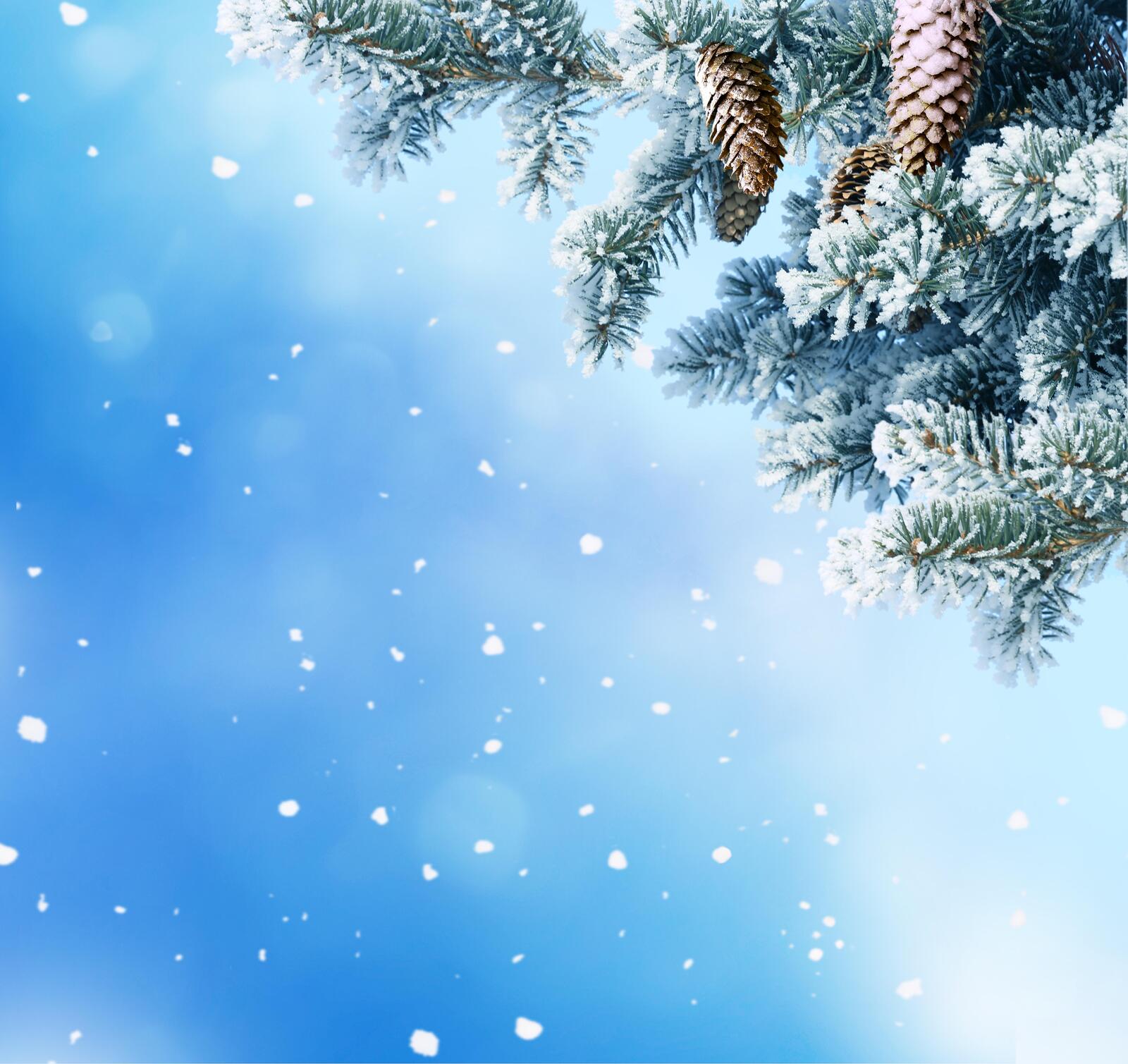 Wallpapers cones new year christmas clipart on the desktop