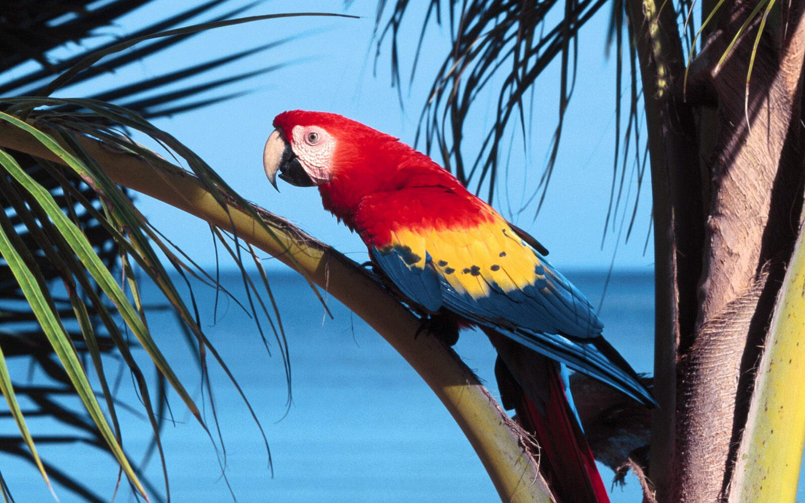 Wallpapers palm tree colored parrot on the desktop