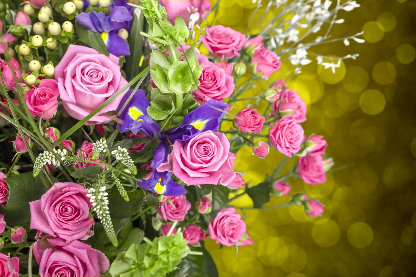 Обои цветы флора розы на рабочий стол