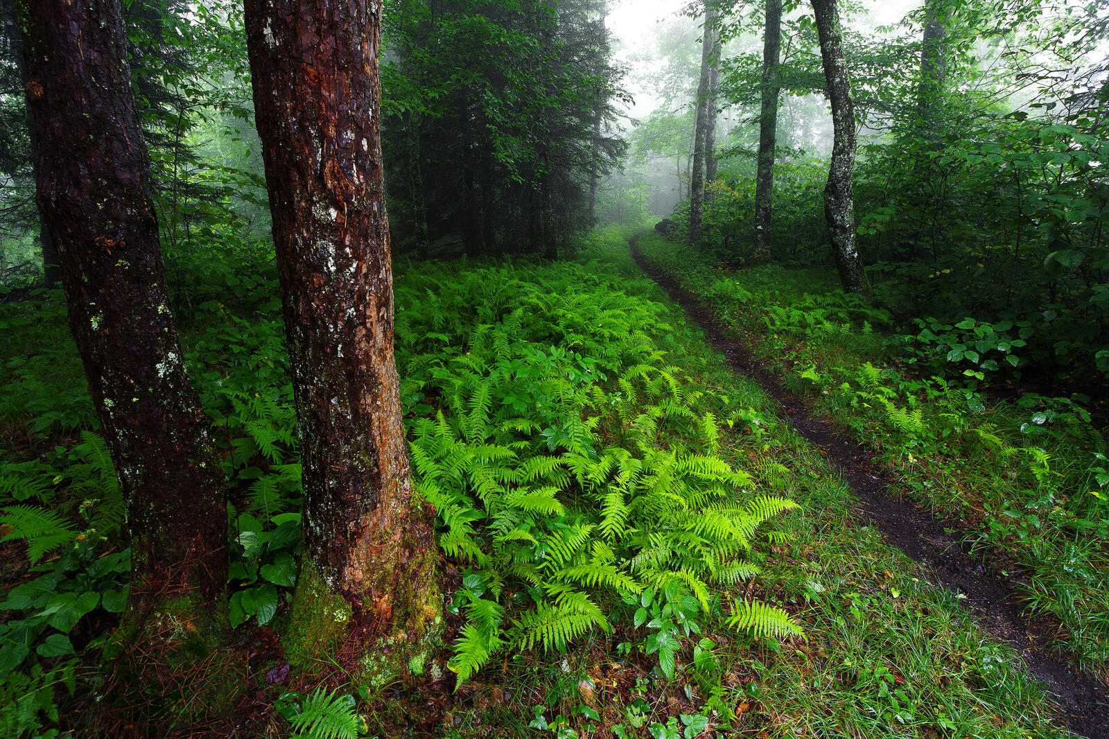Обои Great Smoky Mountains National Park лес деревья на рабочий стол