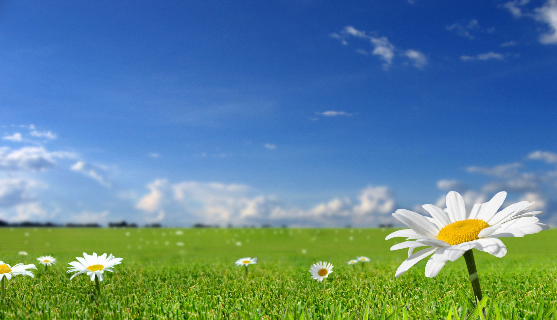 Wallpapers field of daisies daisies grass on the desktop