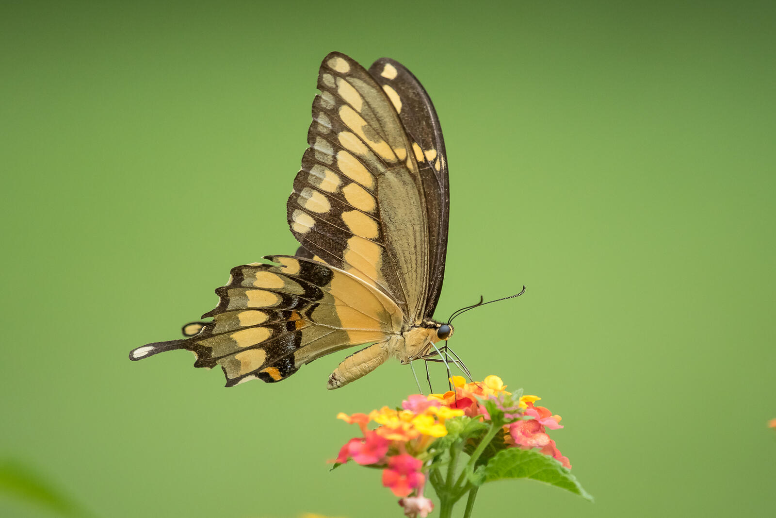Wallpapers butterfly on flower flora insects on the desktop