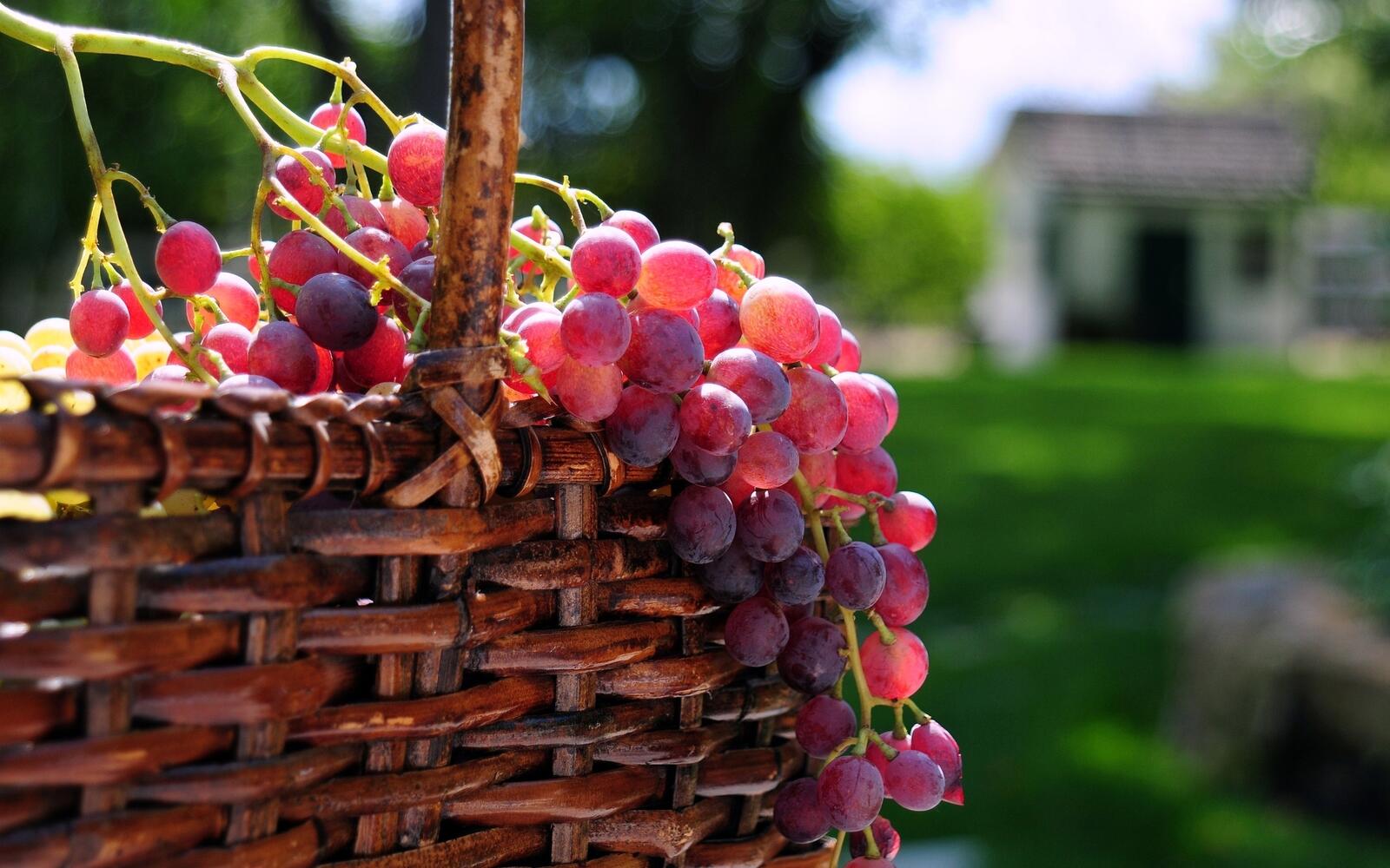 Обои корзина виноград гроздь на рабочий стол