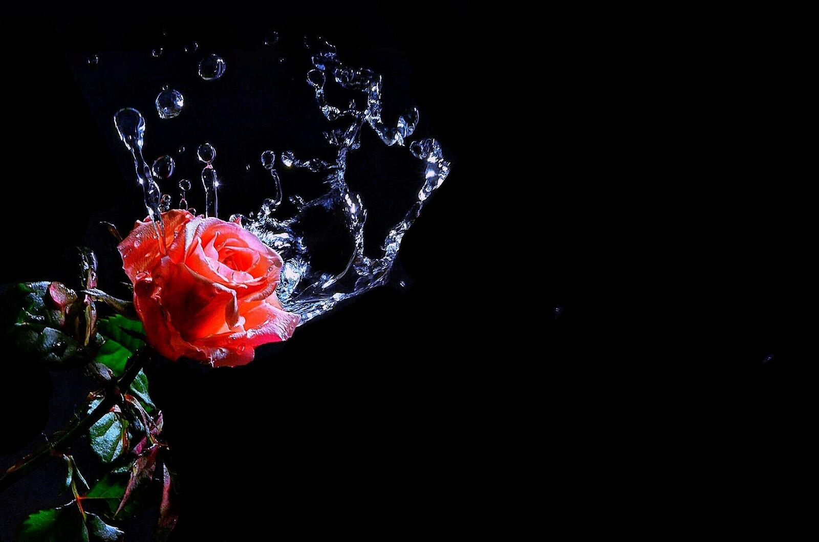 Обои роза цветок вода на рабочий стол