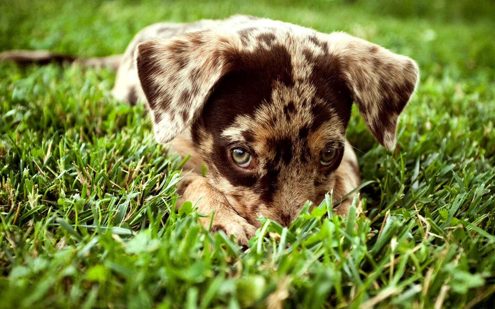 Wallpapers paws puppy eyes on the desktop