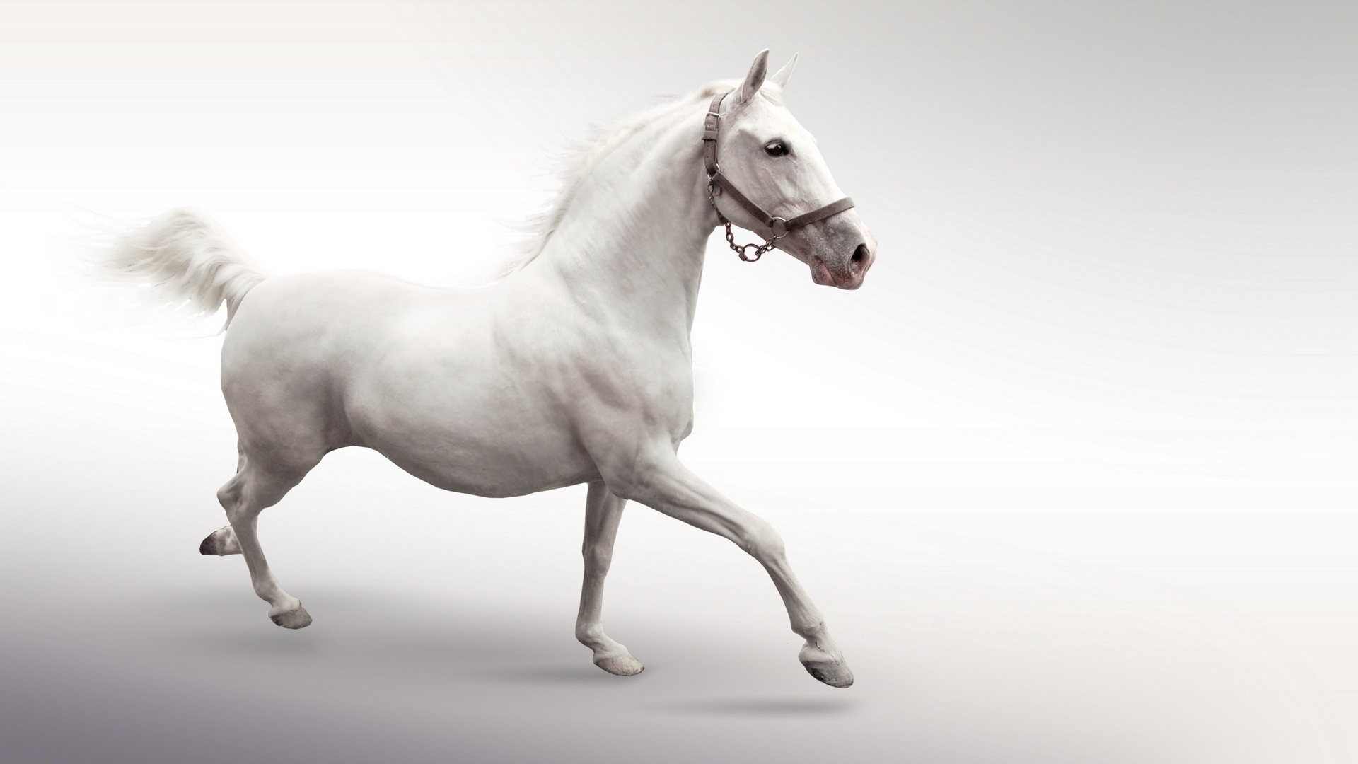 лошадь белая без смс