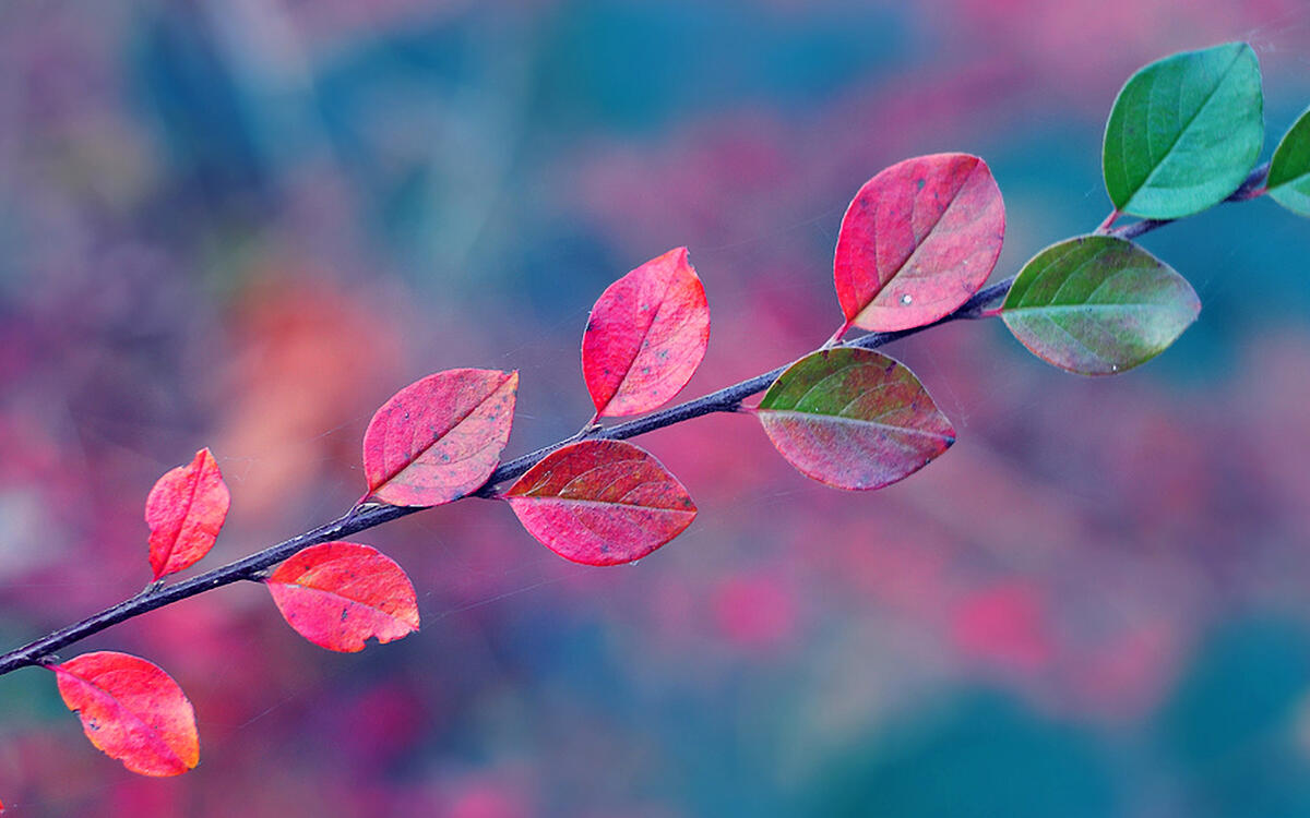 The leaves on the twig smoothly change colors