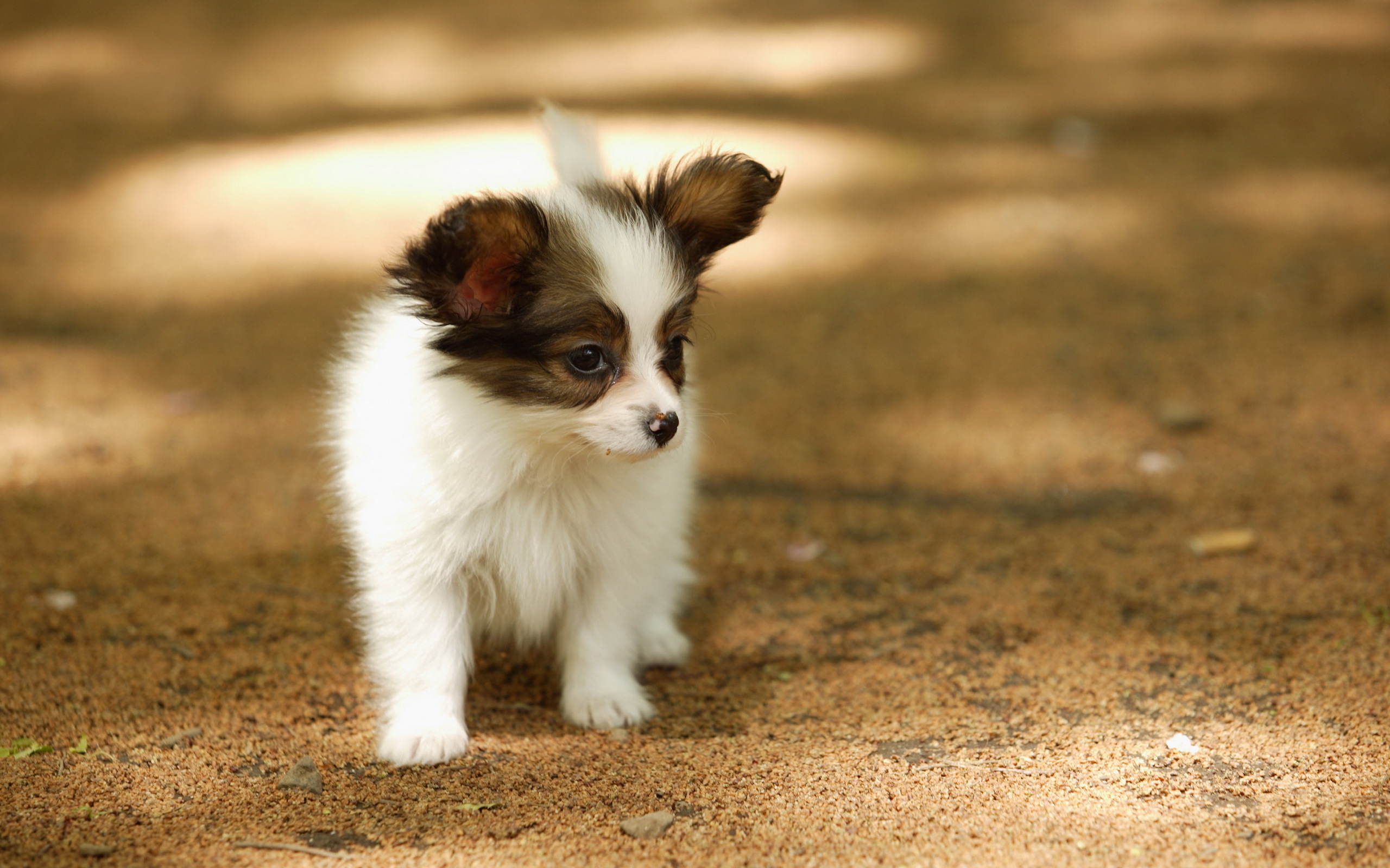 Бесплатное фото Маленький пятнистый щенок