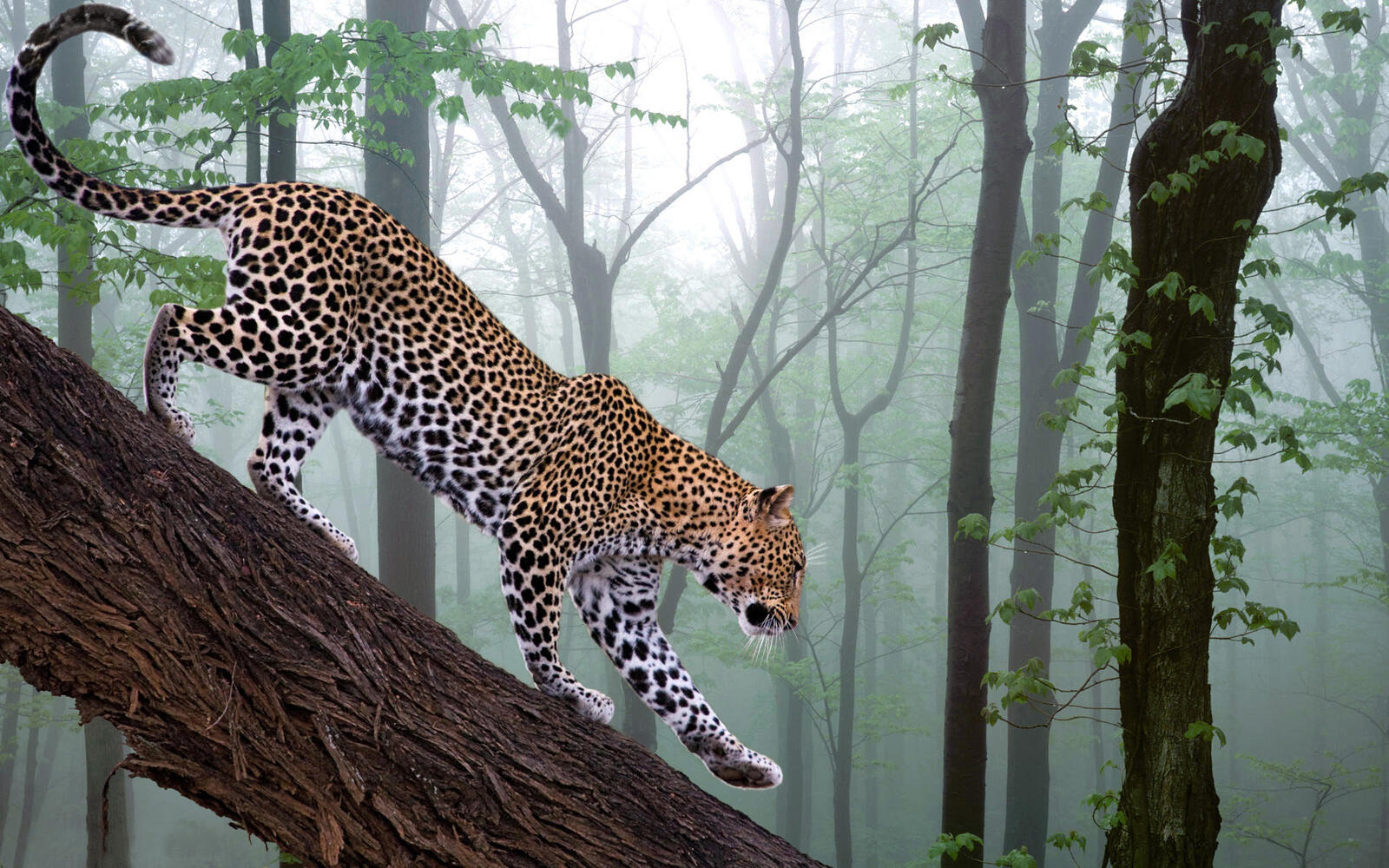 Wallpapers leopard jungle tree on the desktop