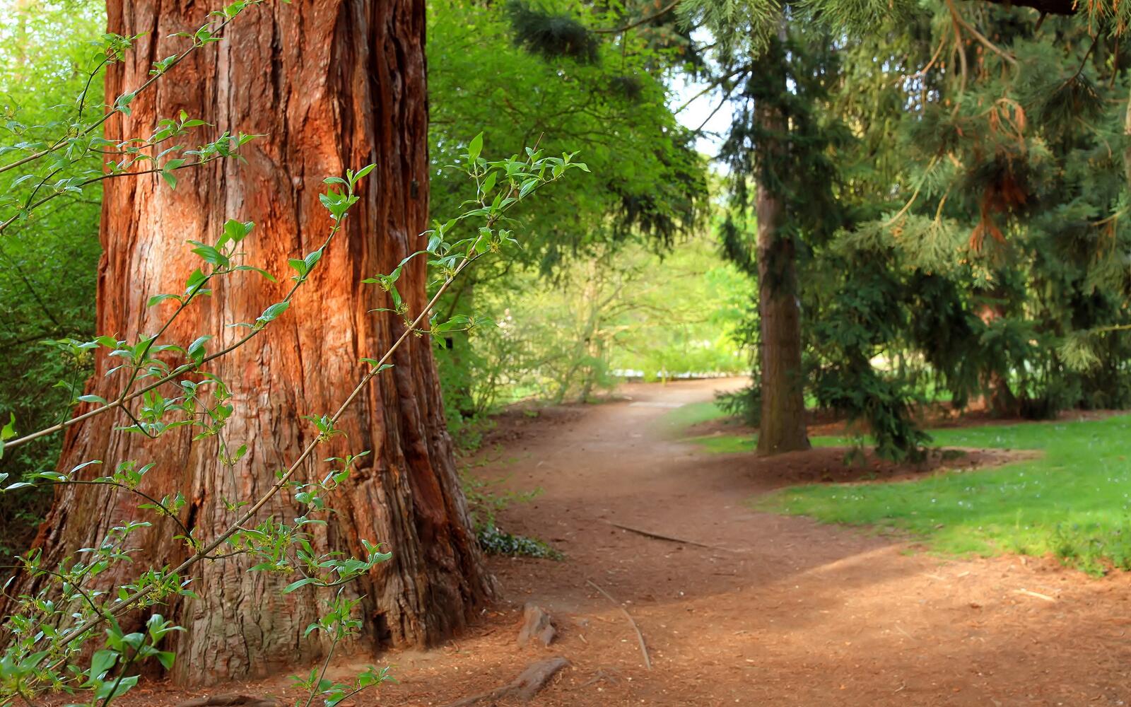 Бесплатное фото Толстое старинное дерево